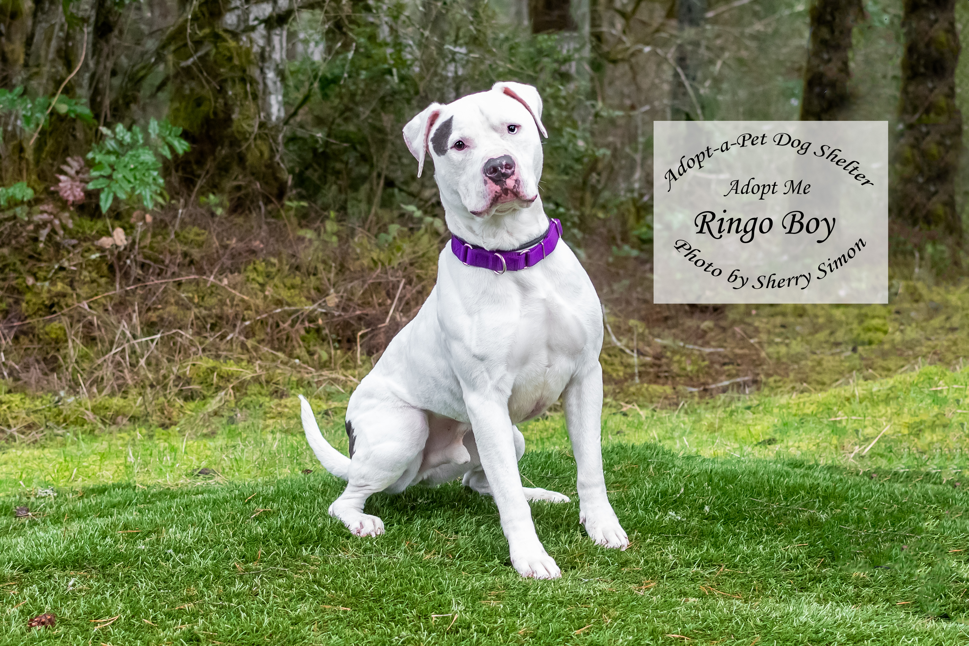 RINGO BOY photo 2