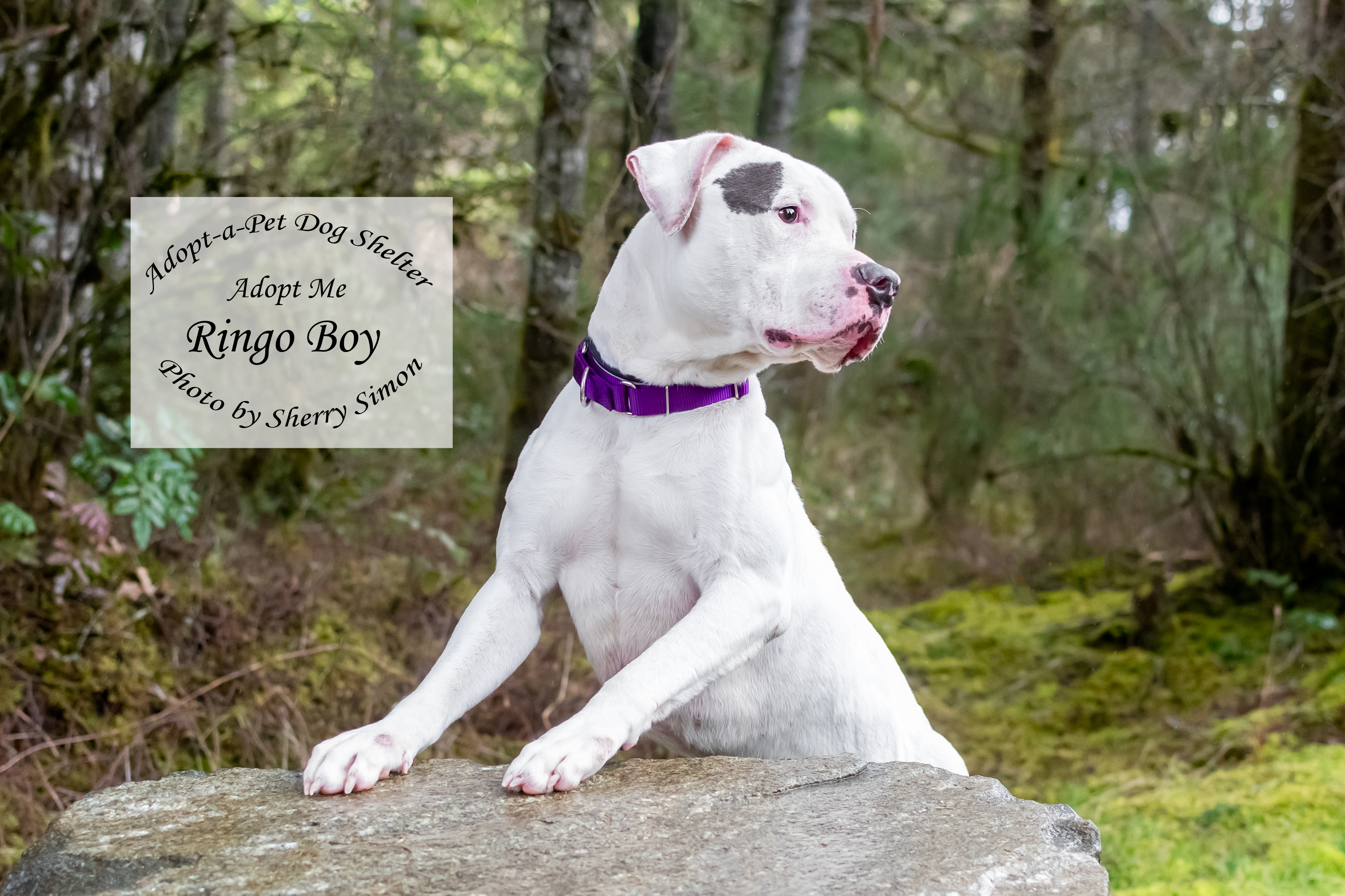 RINGO BOY photo 3