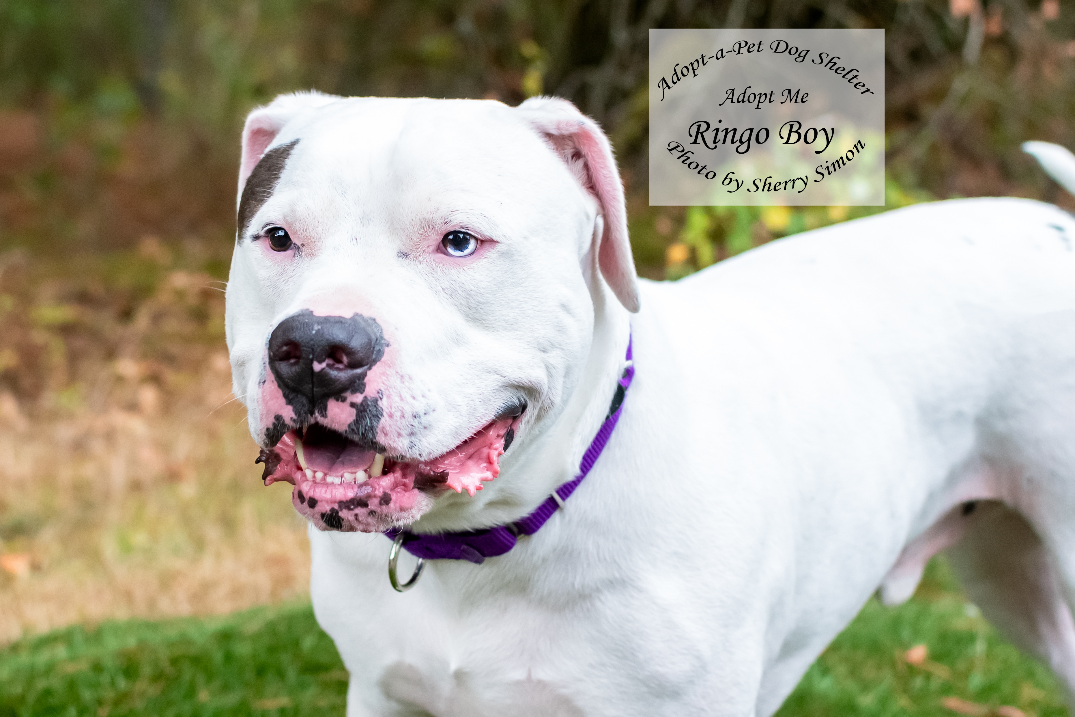 RINGO BOY photo 5