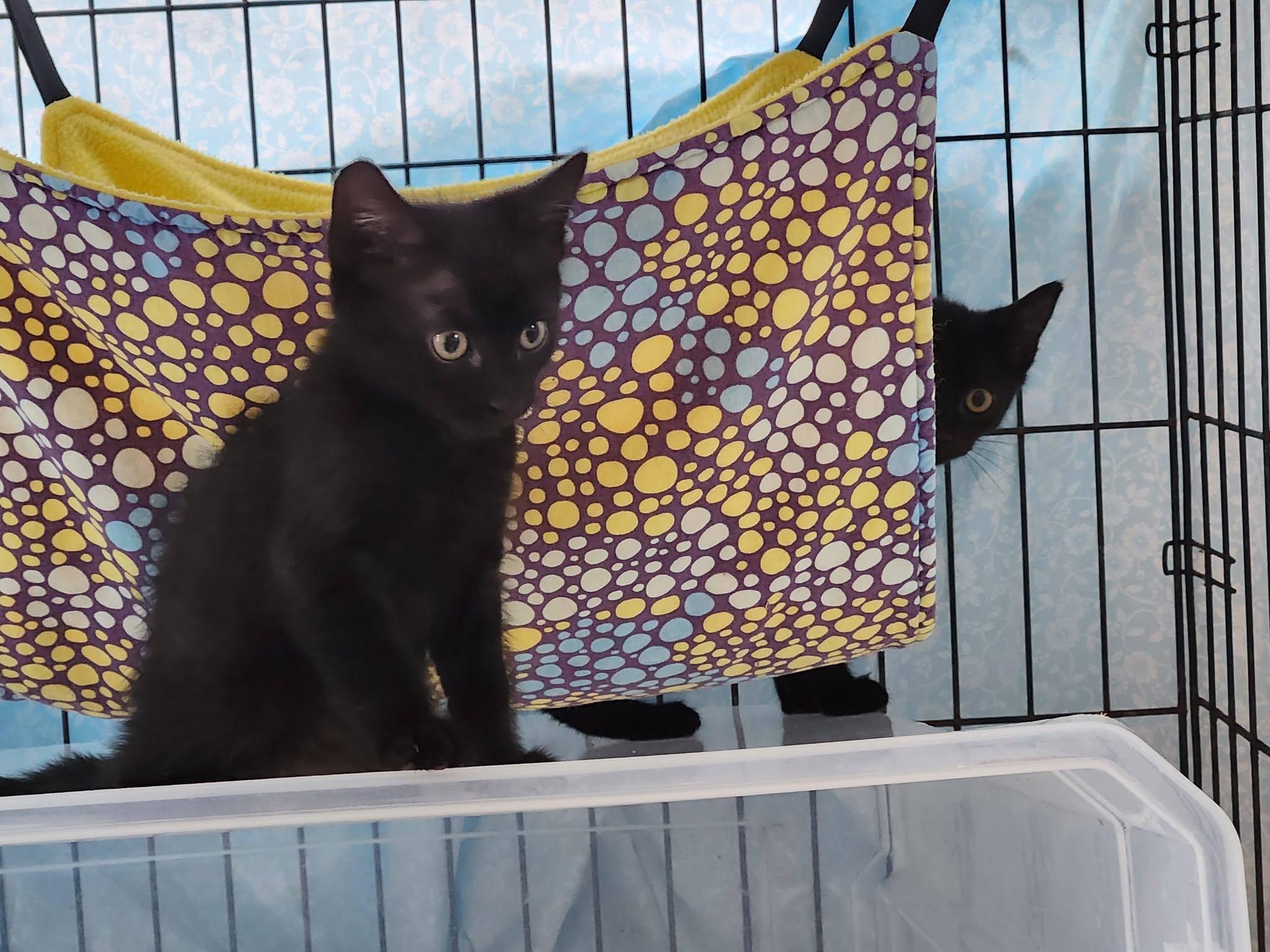 Echo, Adoptable, Kitten Male Domestic Short Hair.