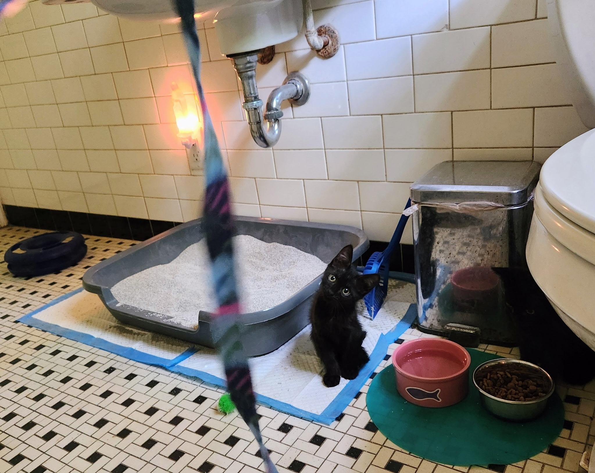 Echo, a Adoptable Domestic Short Hair in Watkinsville, GA image 3/5