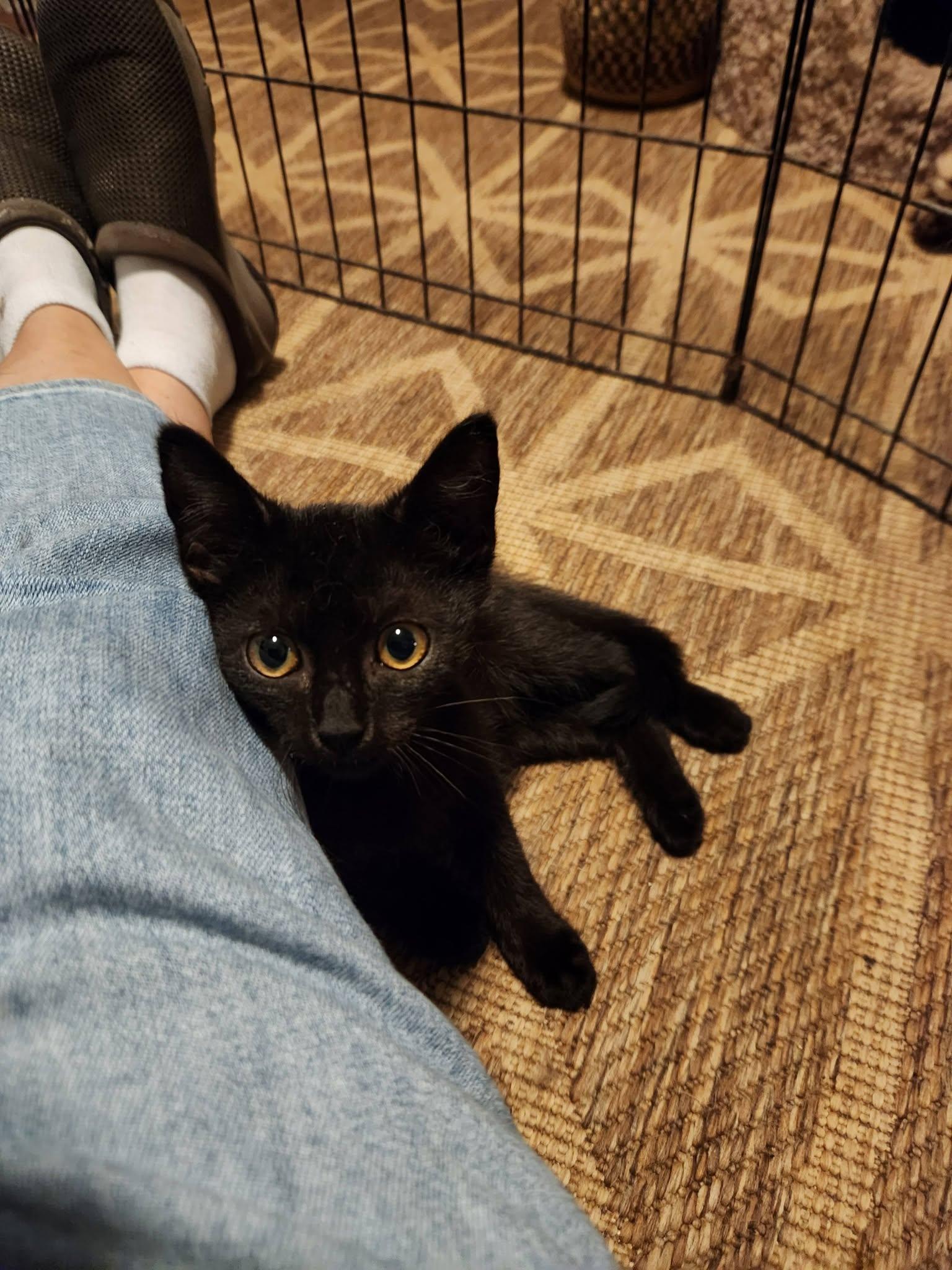 Echo, a Adoptable Domestic Short Hair in Watkinsville, GA image 2/5