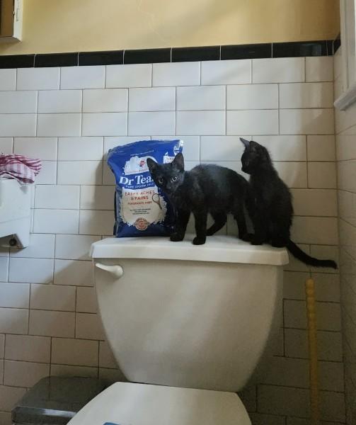 Echo, a Adoptable Domestic Short Hair in Watkinsville, GA image 4/5