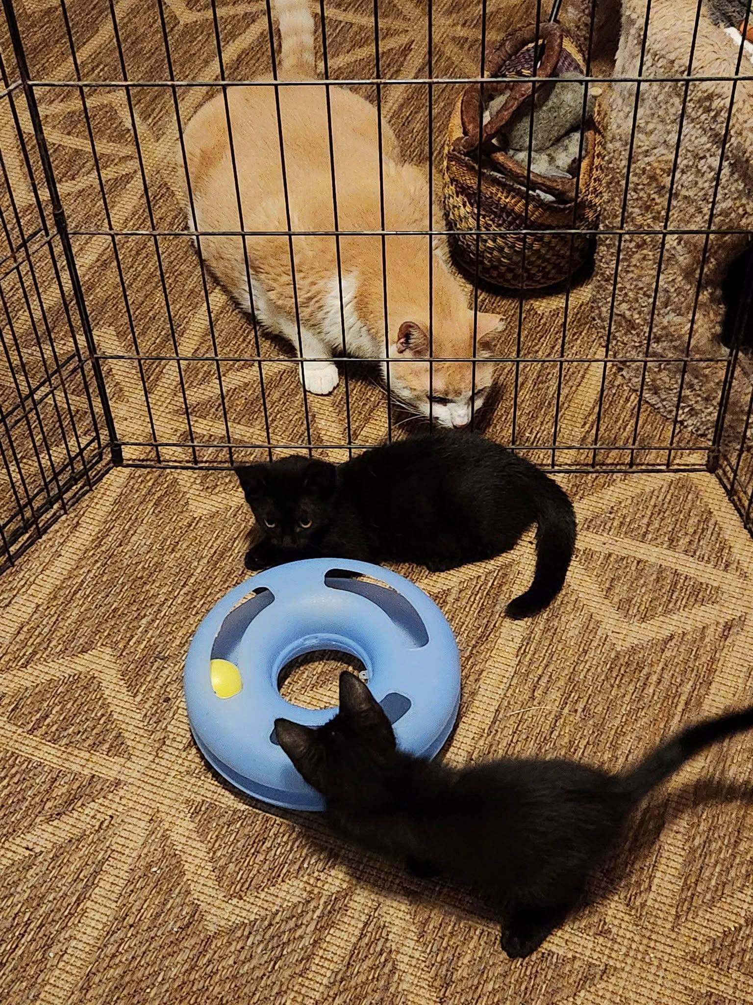 Echo, a Adoptable Domestic Short Hair in Watkinsville, GA image 5/5