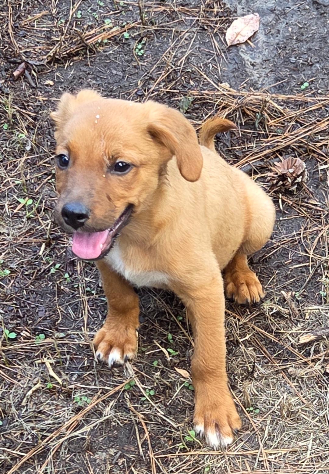 CHEESEPUFF, Baby Male unknown