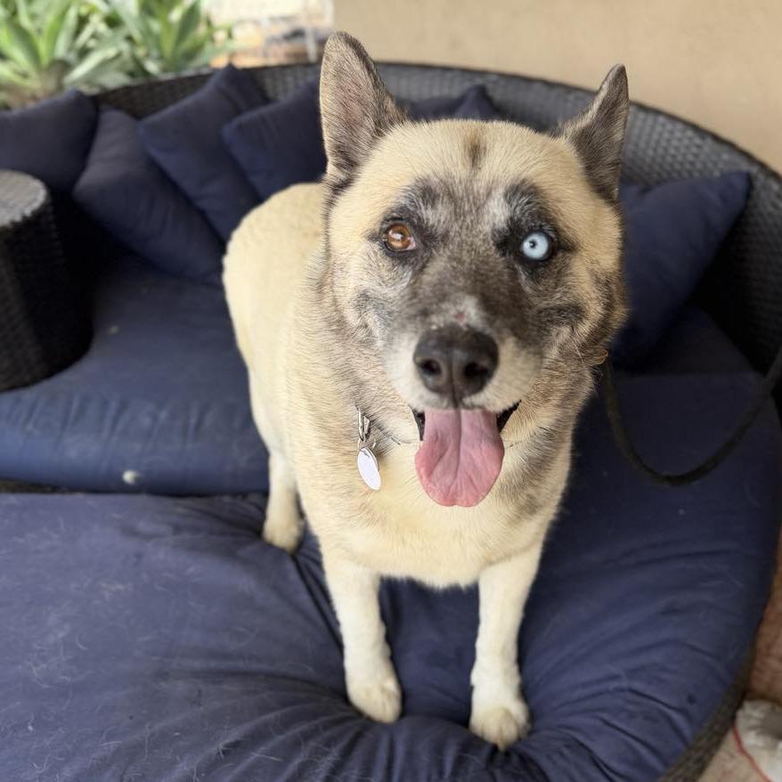Enlarge Jasper Junco, a Adoptable Siberian Husky in Ramona, CA image 2/5
