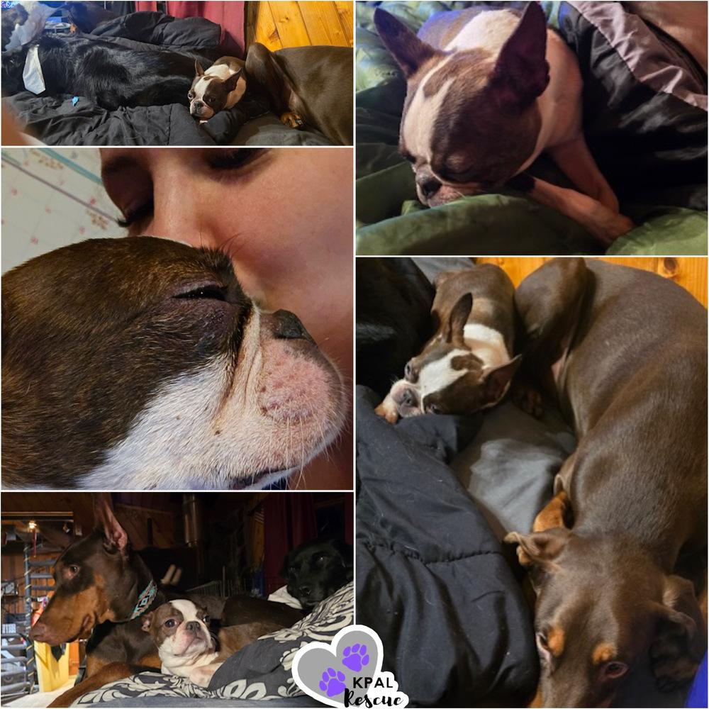 Shirley Feenie, Adoptable, Adult Female Boston Terrier.