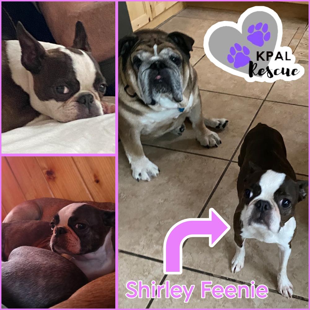 Enlarge Shirley Feenie, a Adoptable Boston Terrier in Kenai, AK image 2/3