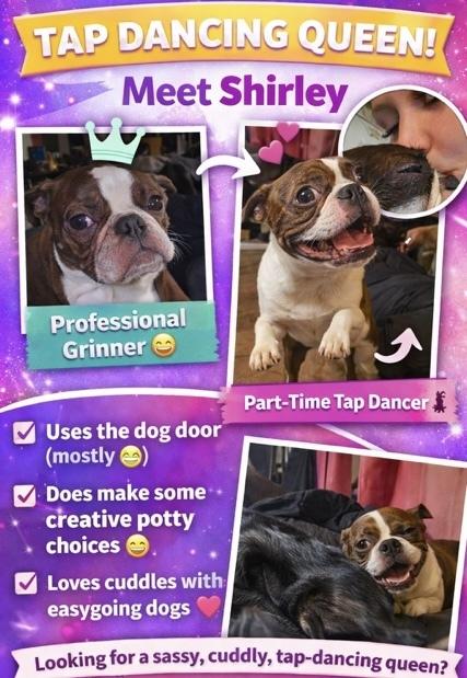 Enlarge Shirley Feenie, a Adoptable Boston Terrier in Kenai, AK image 3/3