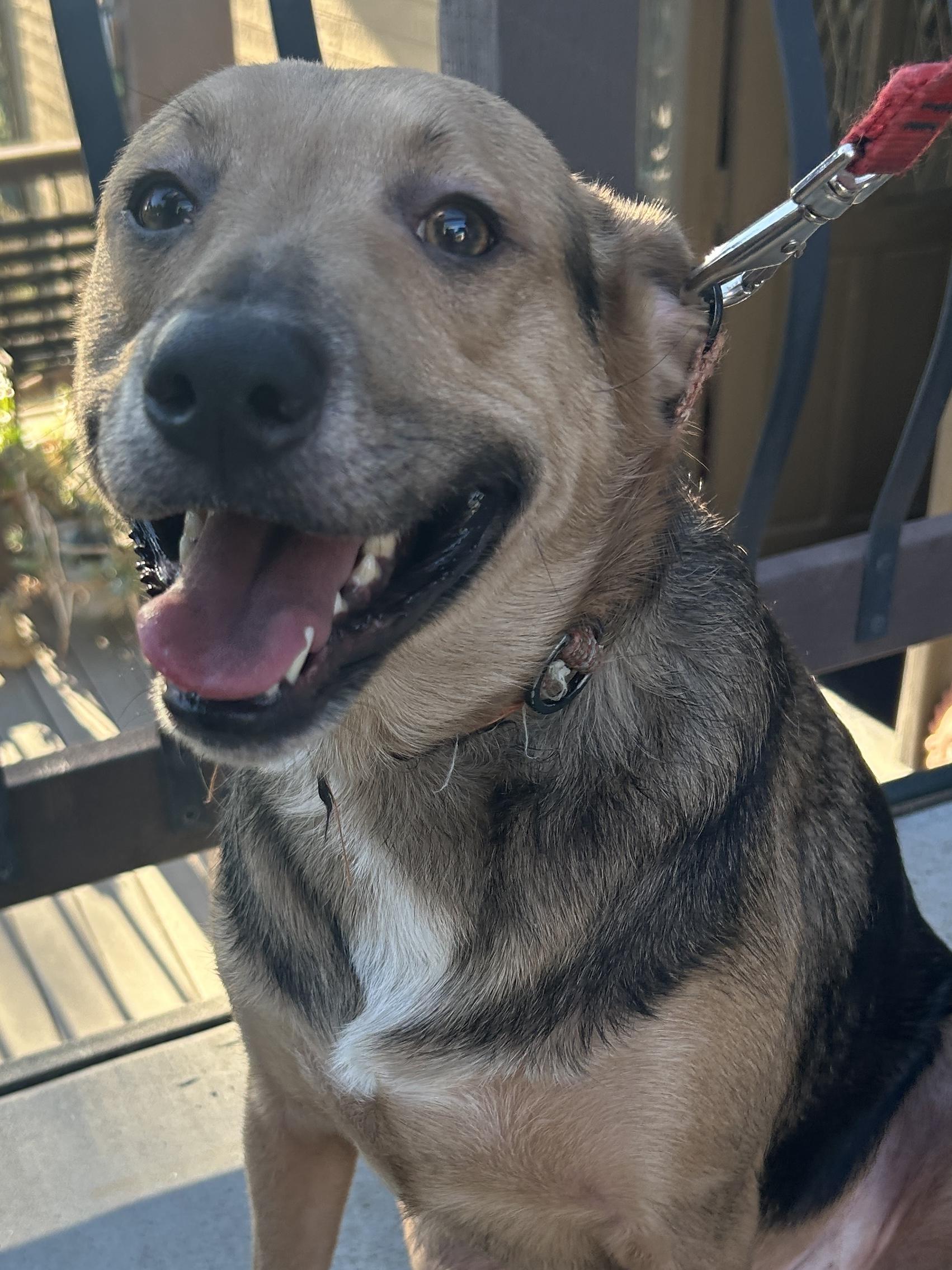 LUKA, Adoptable, Adult Male German Shepherd Dog.