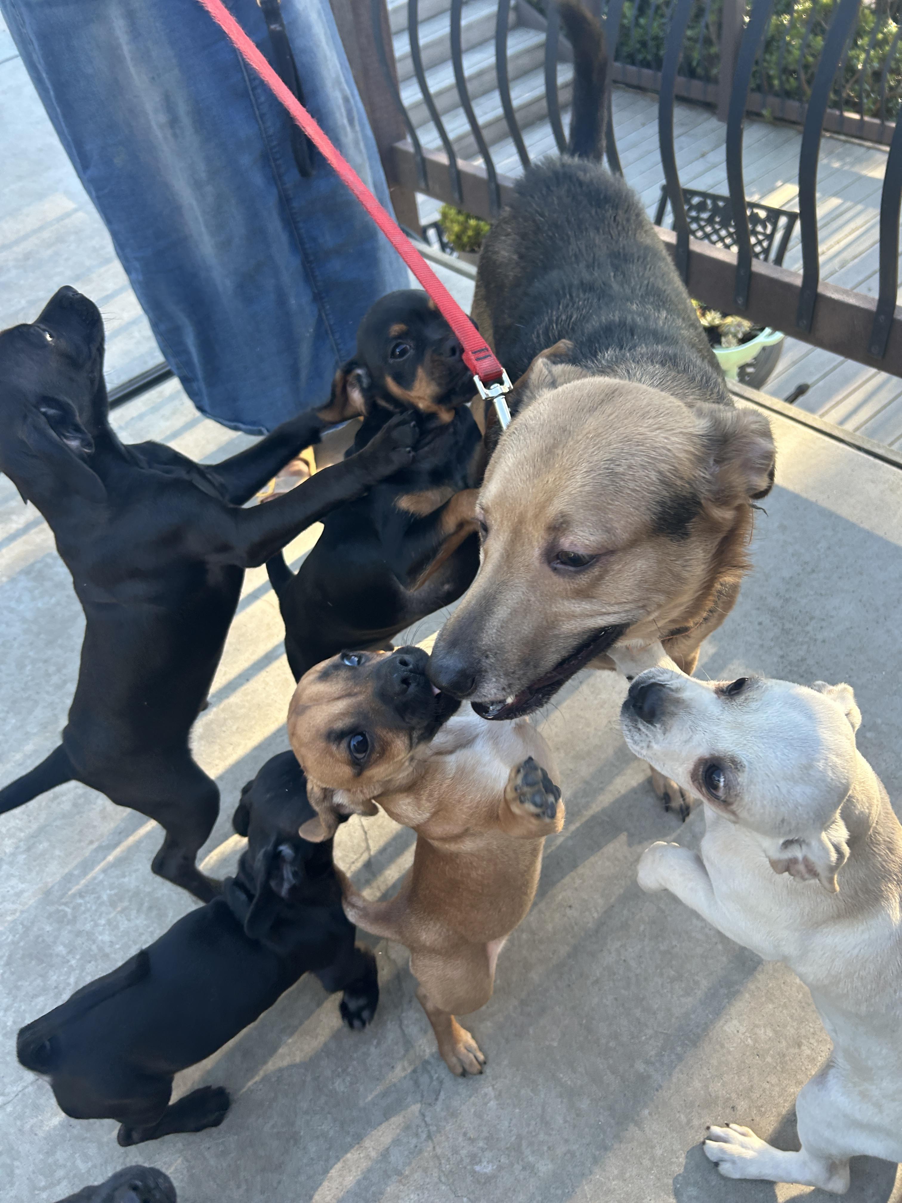 LUKA, a Adoptable mixed breed in El Cajon, CA image 2/5