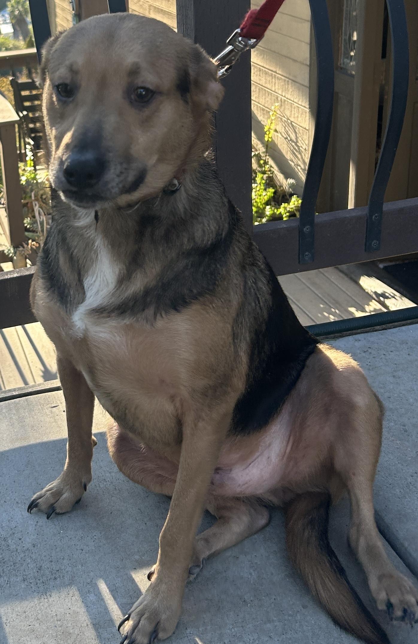 LUKA, a Adoptable mixed breed in El Cajon, CA image 3/5