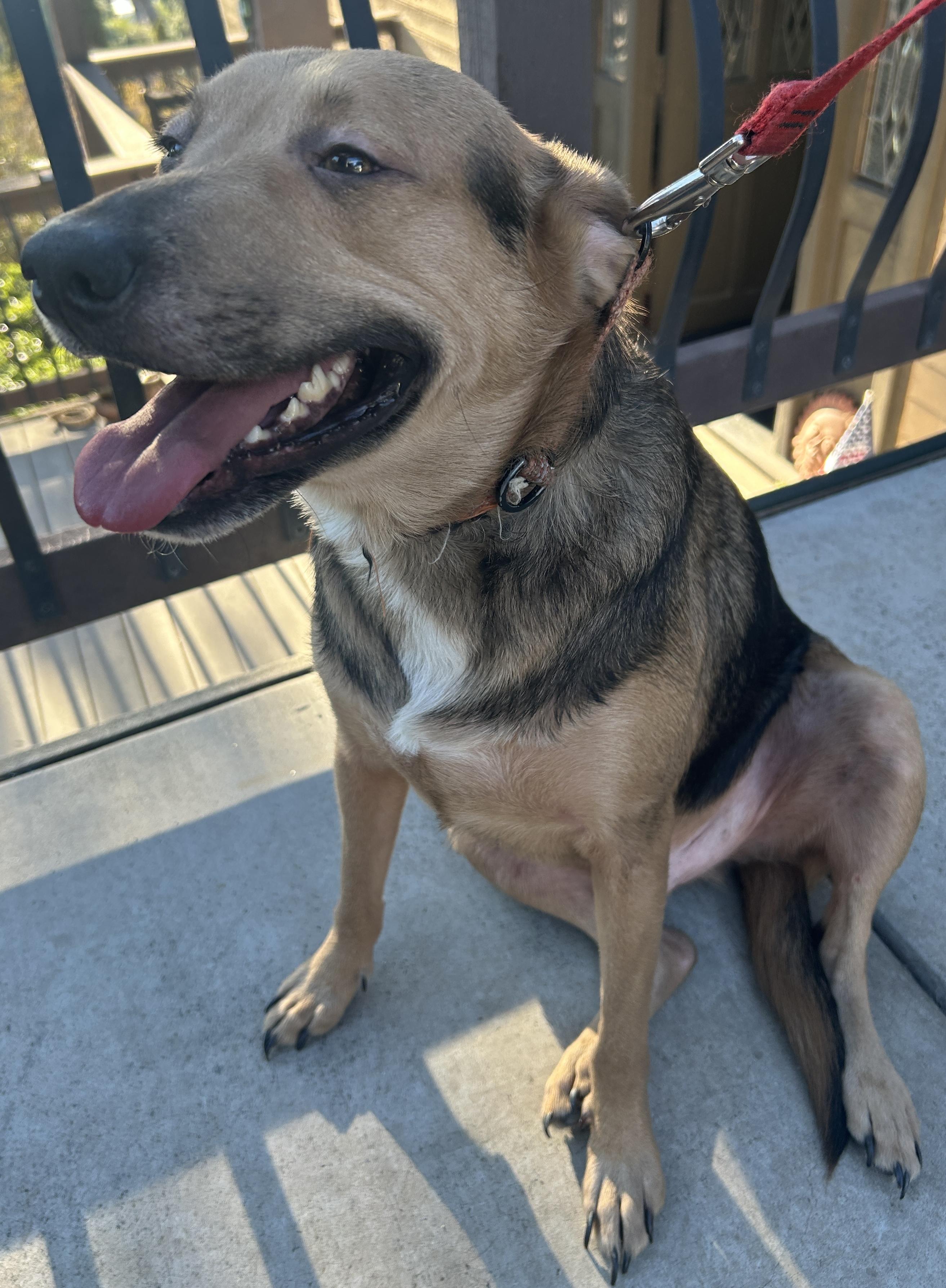LUKA, Adoptable, Adult Male German Shepherd Dog.