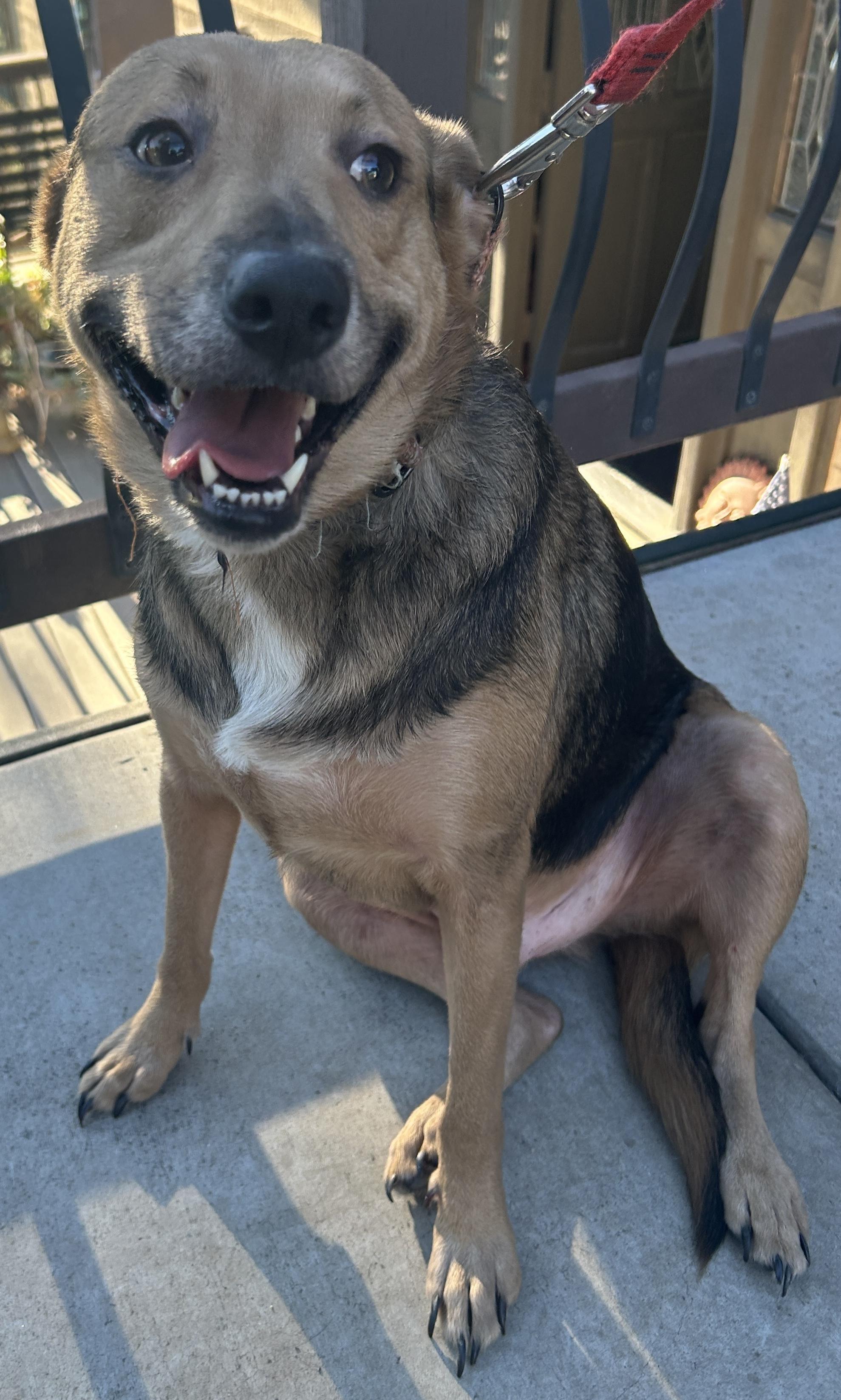 LUKA, a Adoptable mixed breed in El Cajon, CA image 5/5