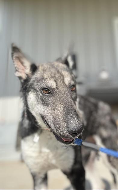 Luna, a Adoptable mixed breed in LATHAM, NY image 4/6