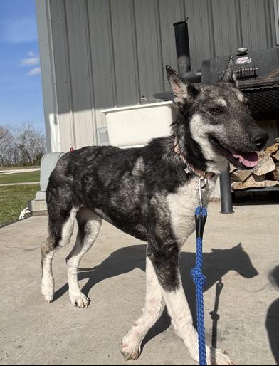 Luna, a Adoptable mixed breed in LATHAM, NY image 2/6