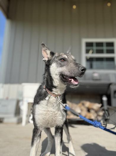 Luna, a Adoptable mixed breed in LATHAM, NY image 3/6