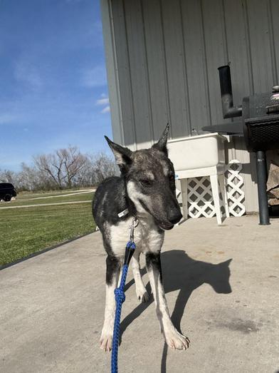 Luna, a Adoptable mixed breed in LATHAM, NY image 1/6