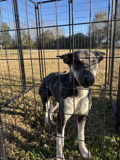 Luna, a Adoptable mixed breed in LATHAM, NY image 5/6