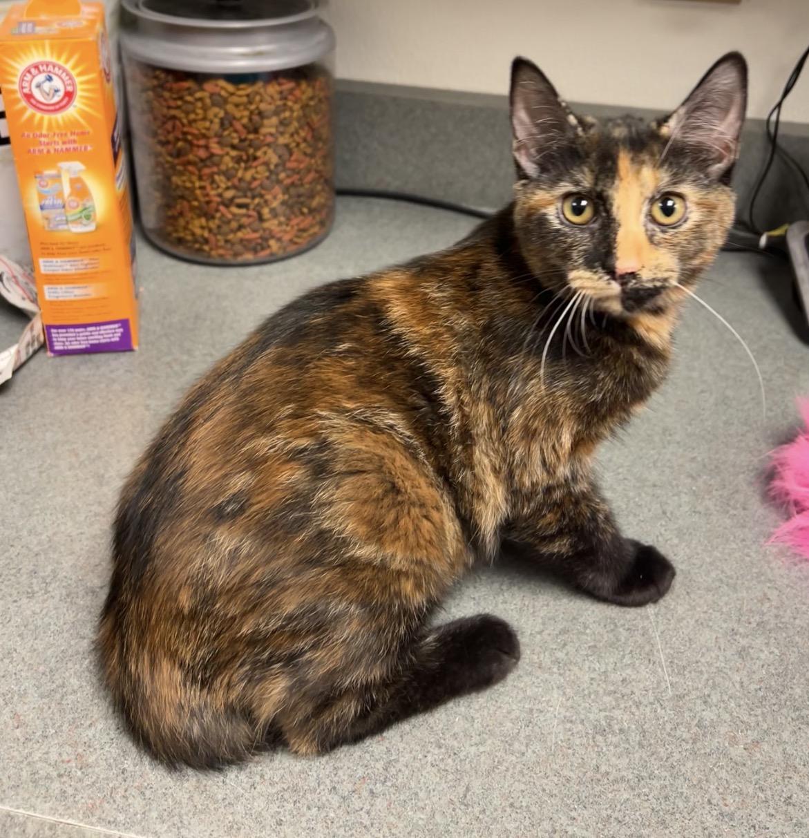 Pizza, a Adoptable mixed breed in Montville, NJ image 2/3