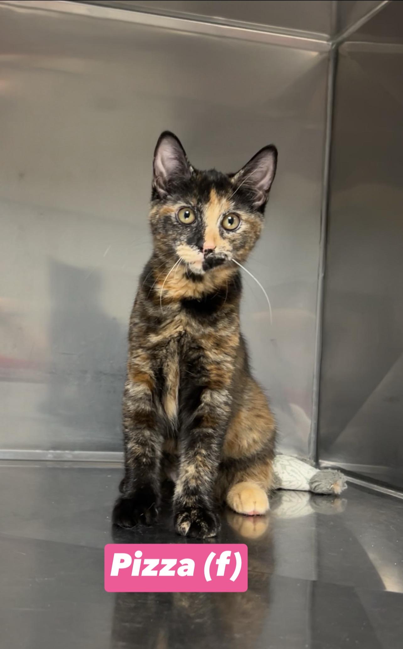 Pizza, Adoptable, Kitten Female Domestic Short Hair & Tortoiseshell.