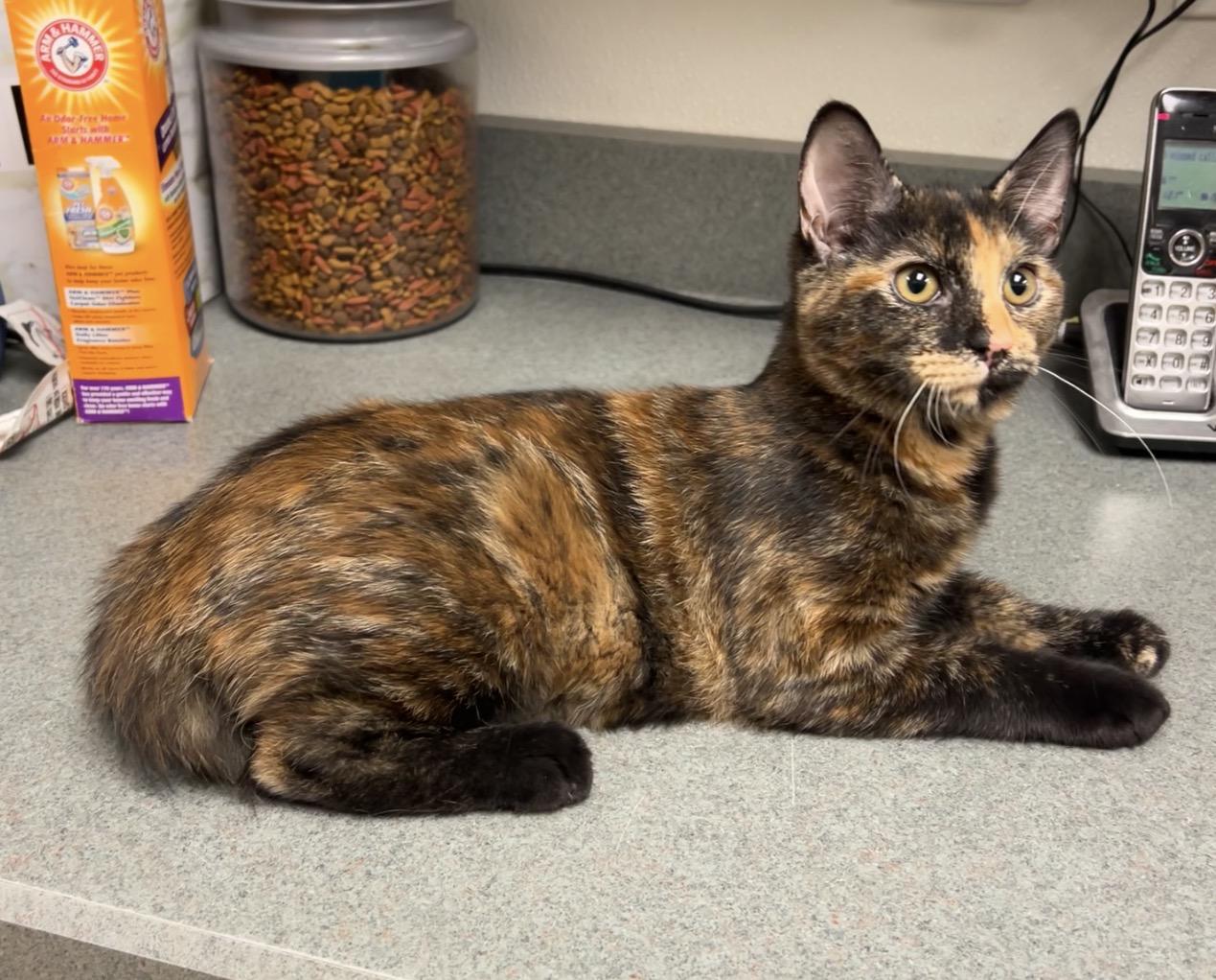 Pizza, a Adoptable mixed breed in Montville, NJ image 3/3