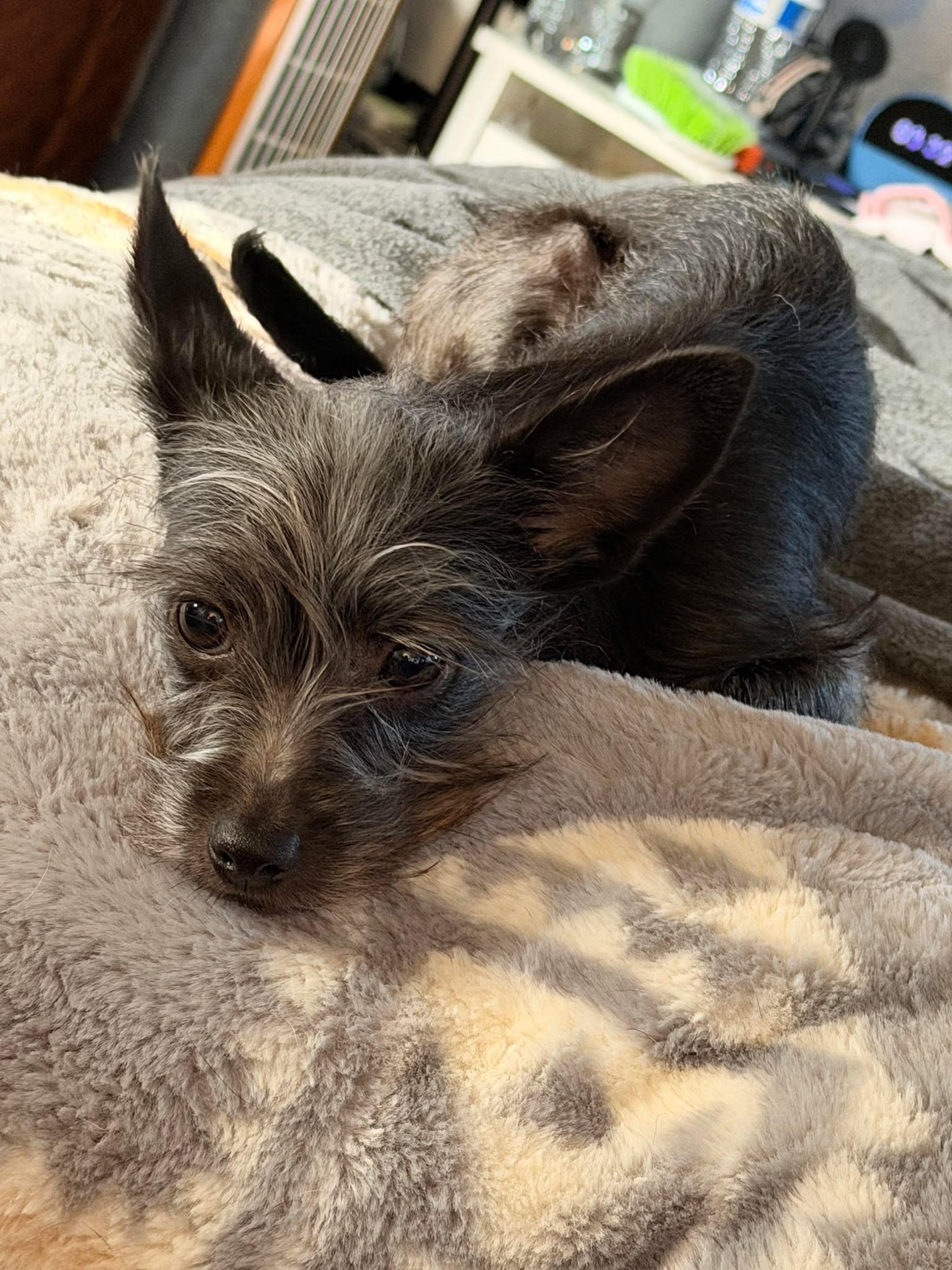 Enlarge Sunny, a Adopted mixed breed in Visalia, CA image 1/2