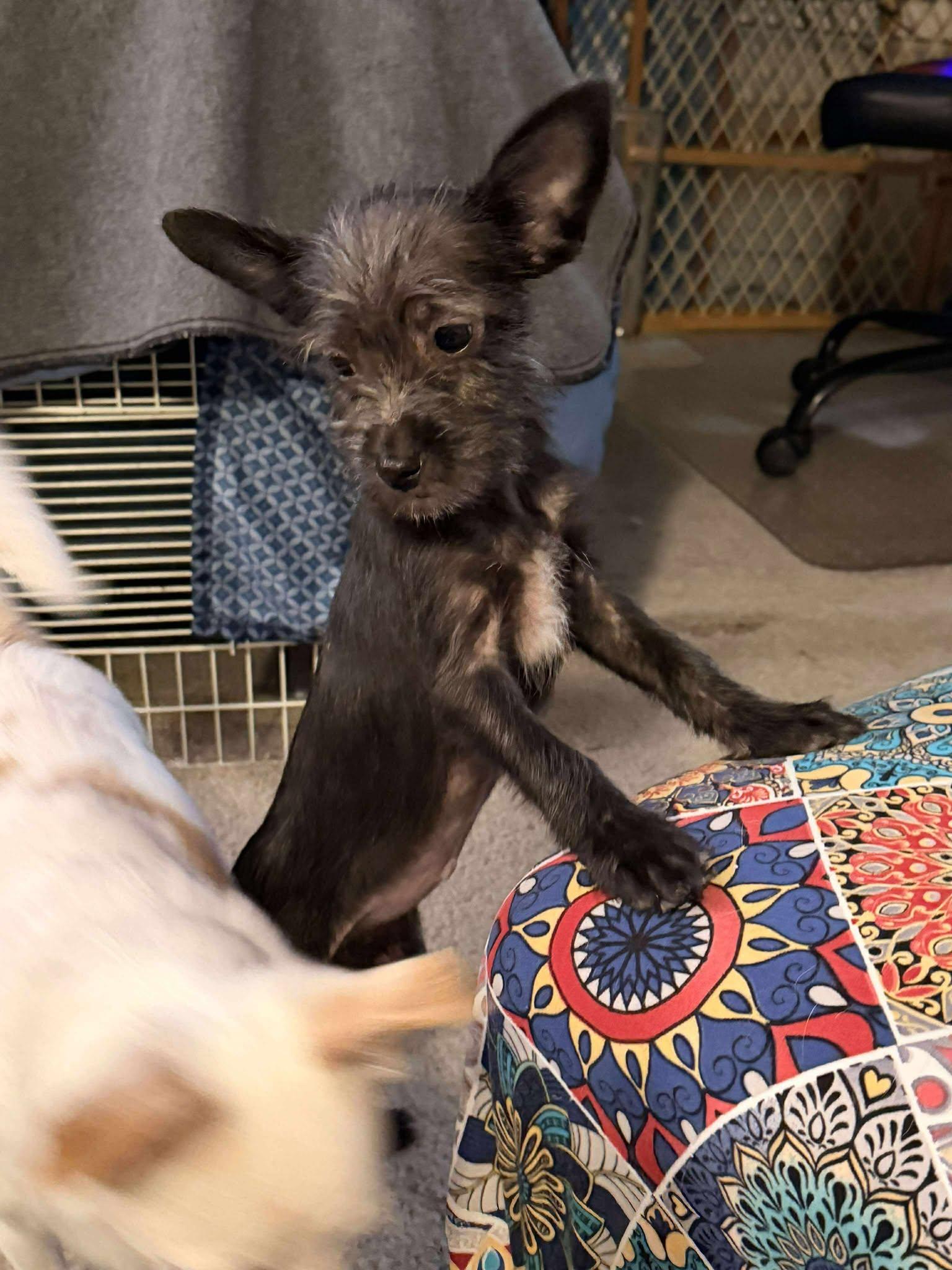 Enlarge Sunny, a Adopted mixed breed in Visalia, CA image 2/2