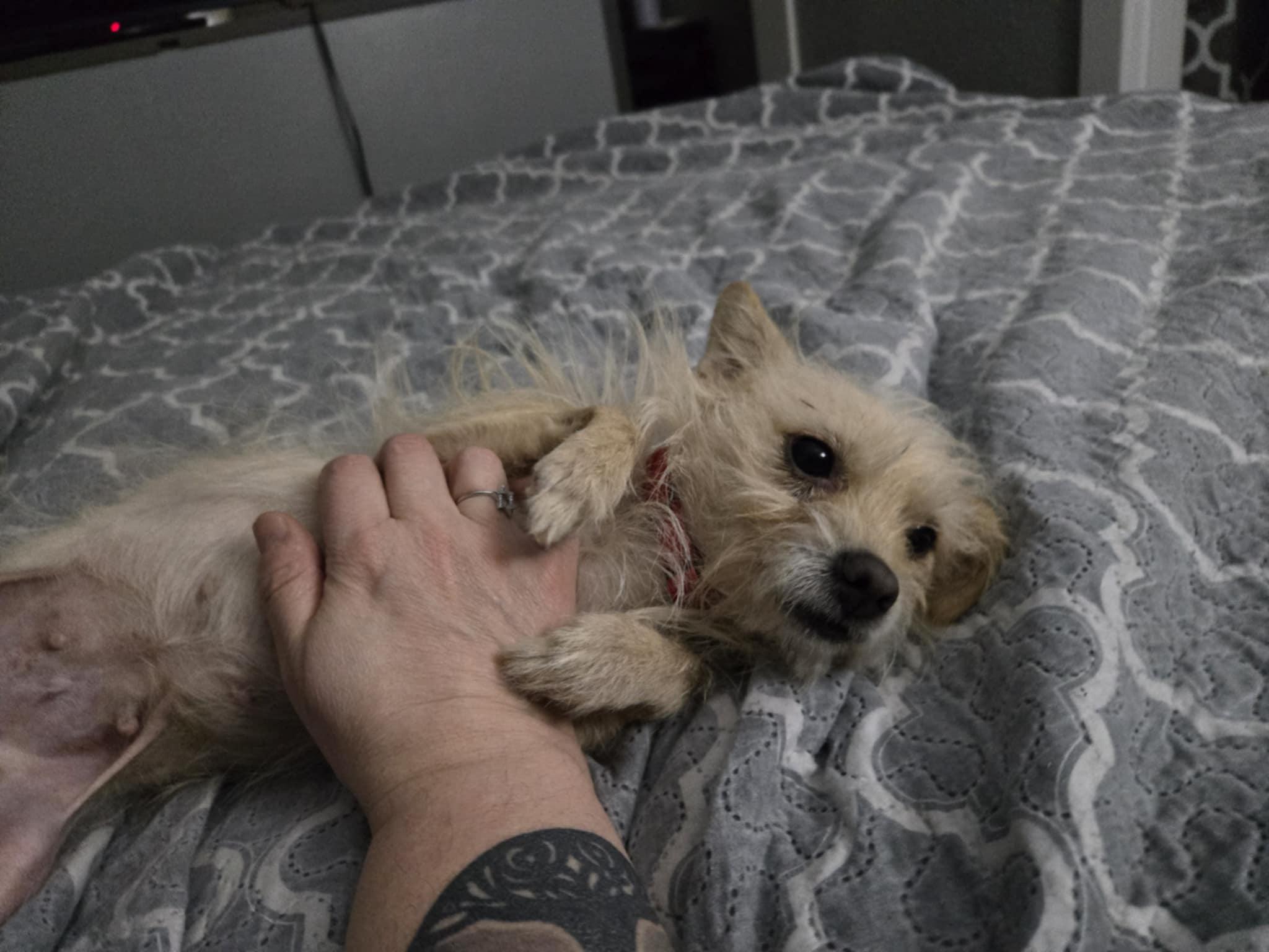 Kismet , an adopted mixed breed in Portland, OR image 3/6