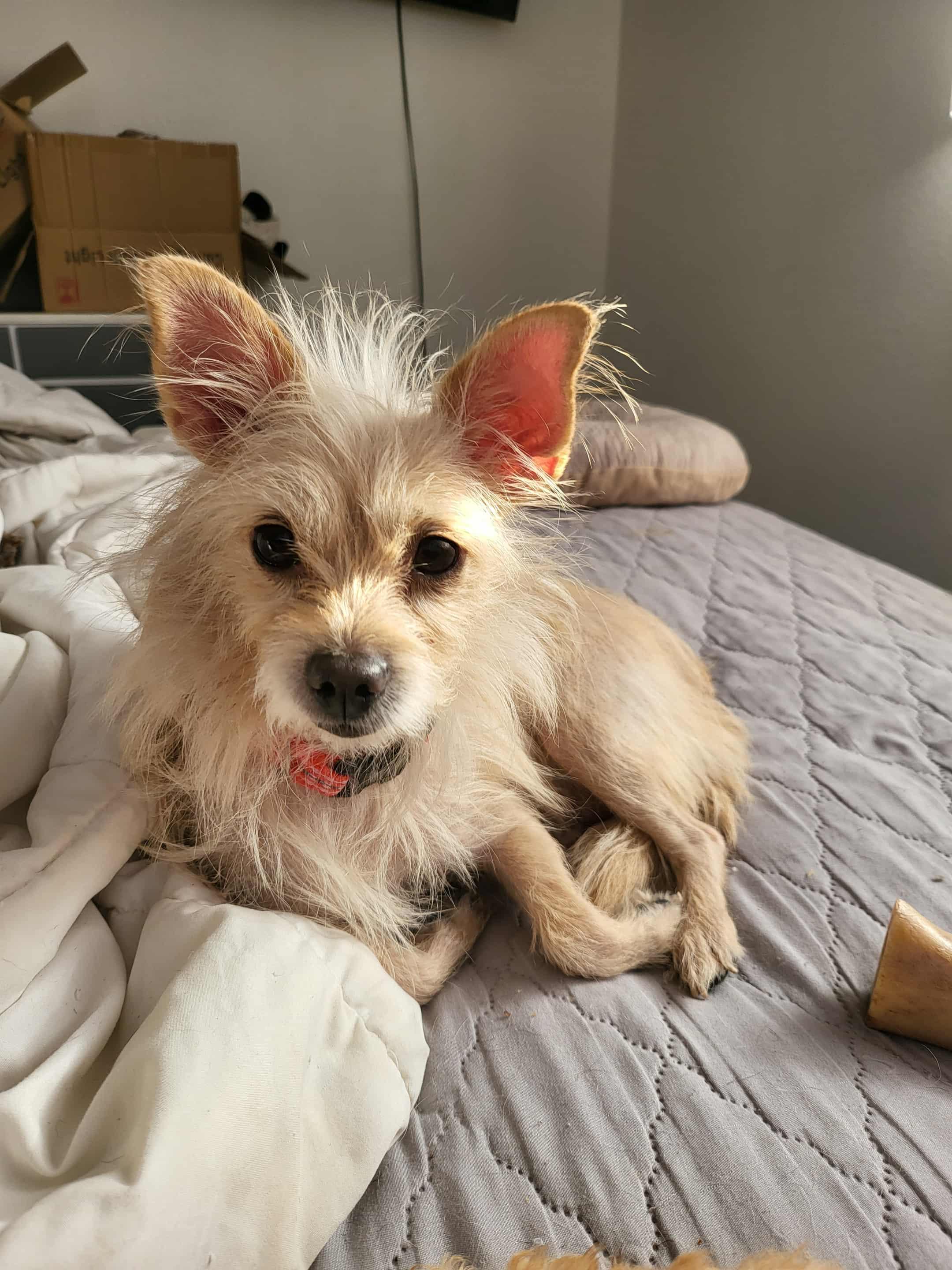 Kismet , adopted, Adult Female Terrier.