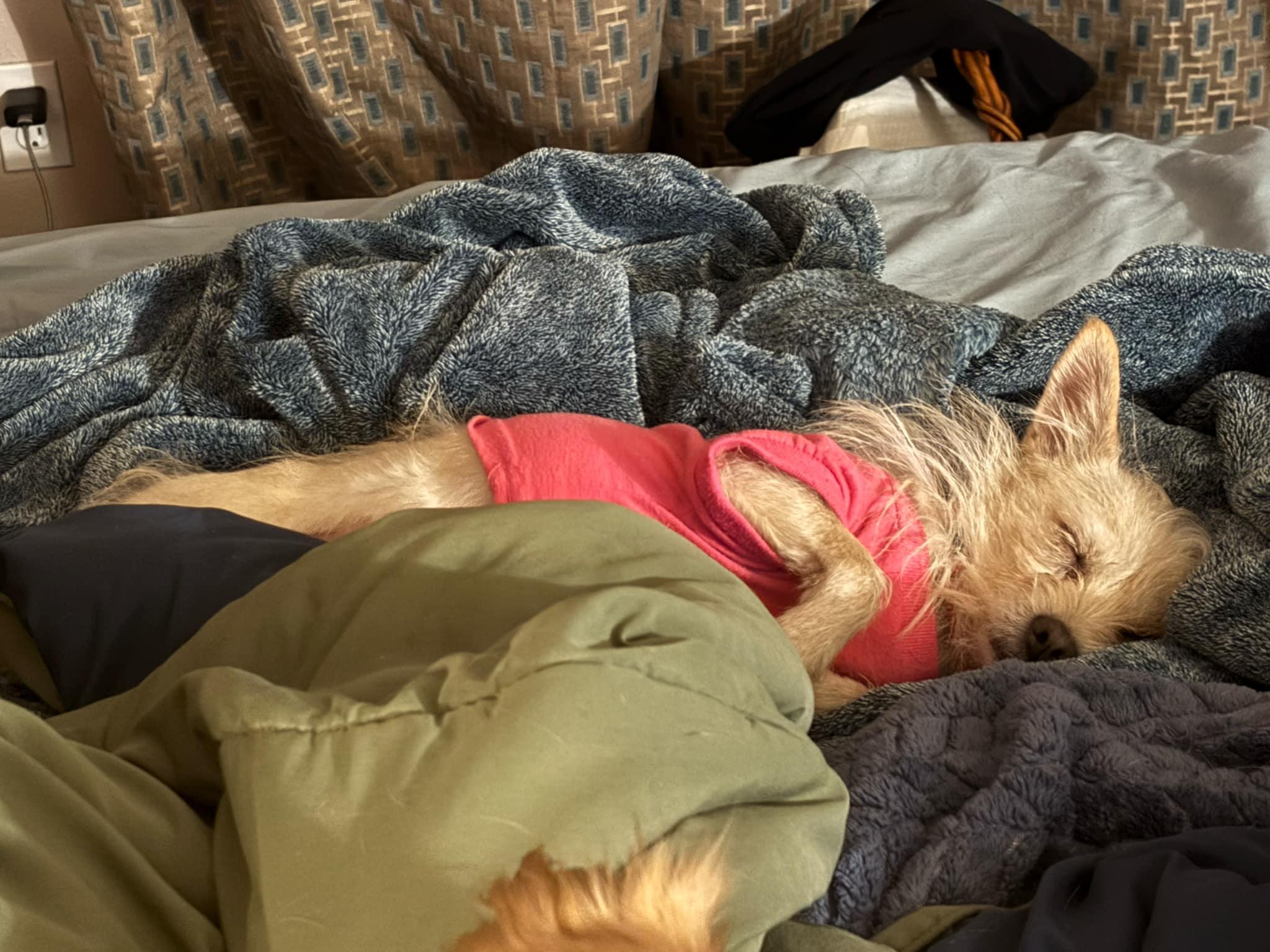 Kismet , an adopted mixed breed in Portland, OR image 5/6