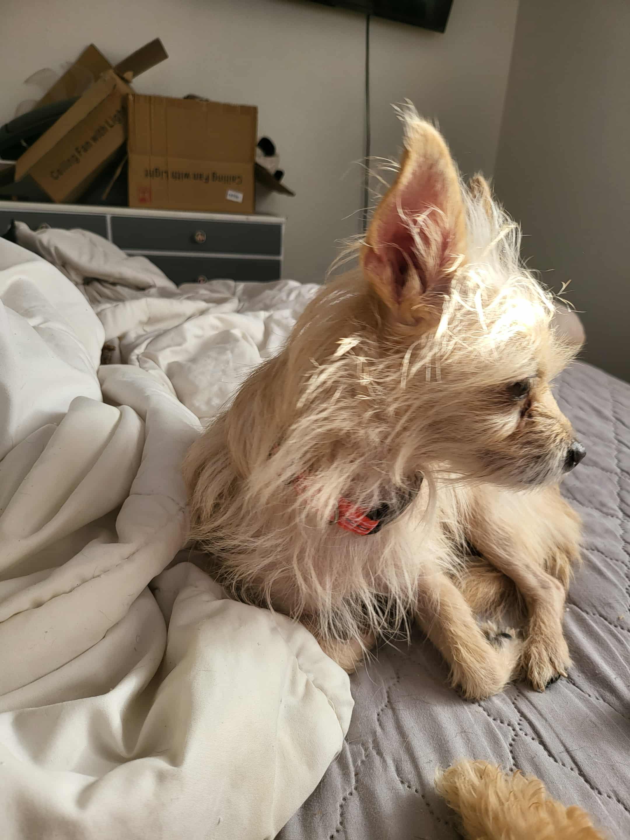 Kismet , an adopted mixed breed in Portland, OR image 2/6