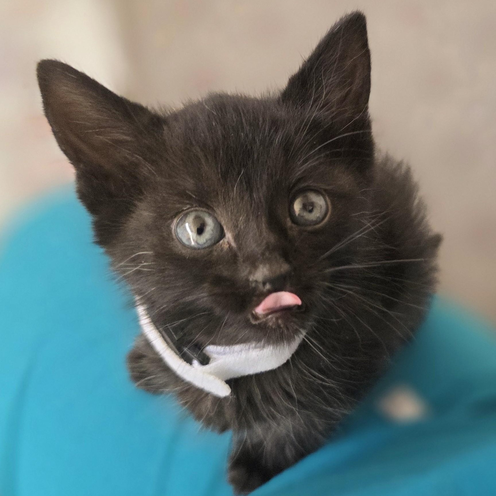 Enlarge Sugar Pie, a Adoptable Domestic Short Hair in Macomb Twp, MI image 5/6