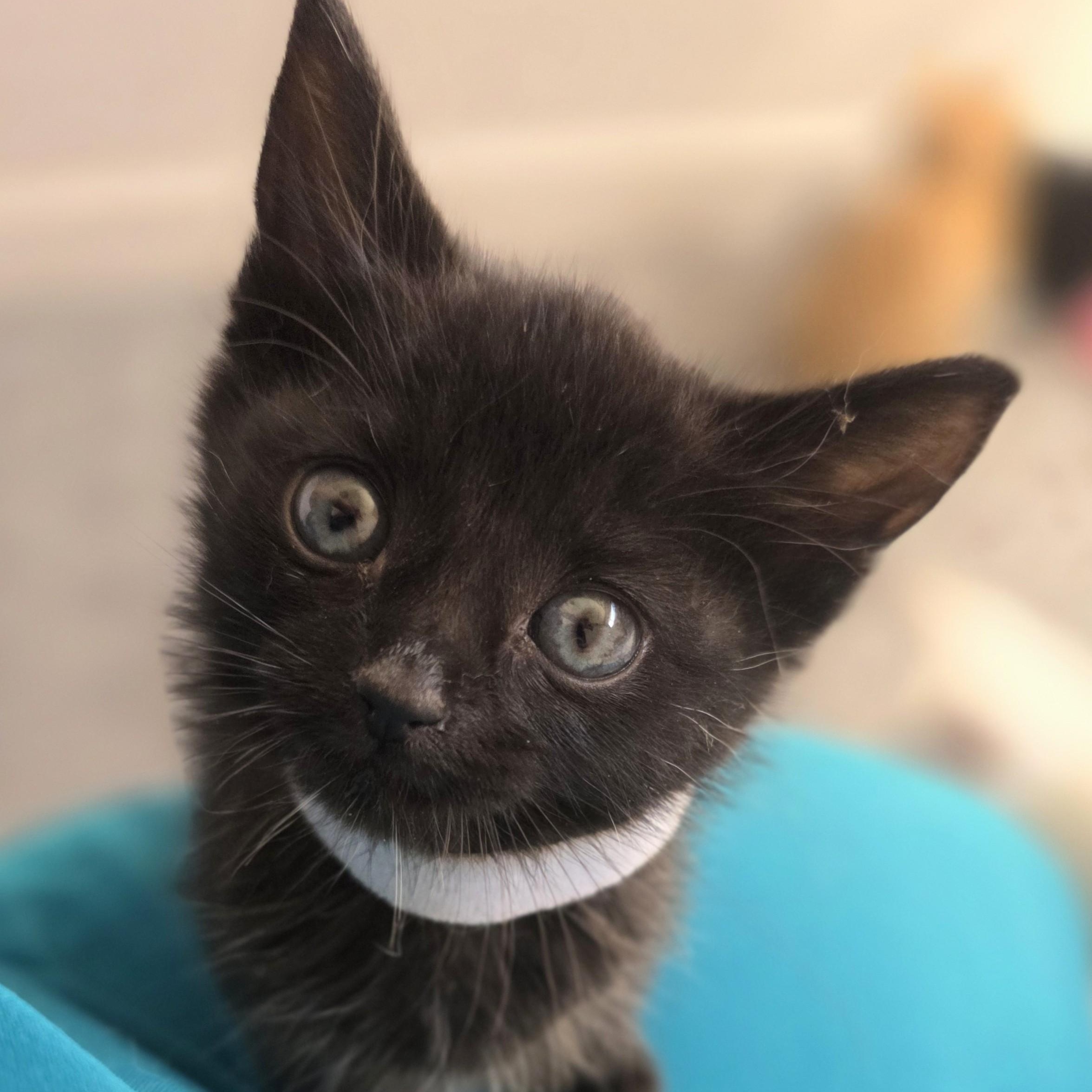 Enlarge Sugar Pie, a Adoptable Domestic Short Hair in Macomb Twp, MI image 2/6