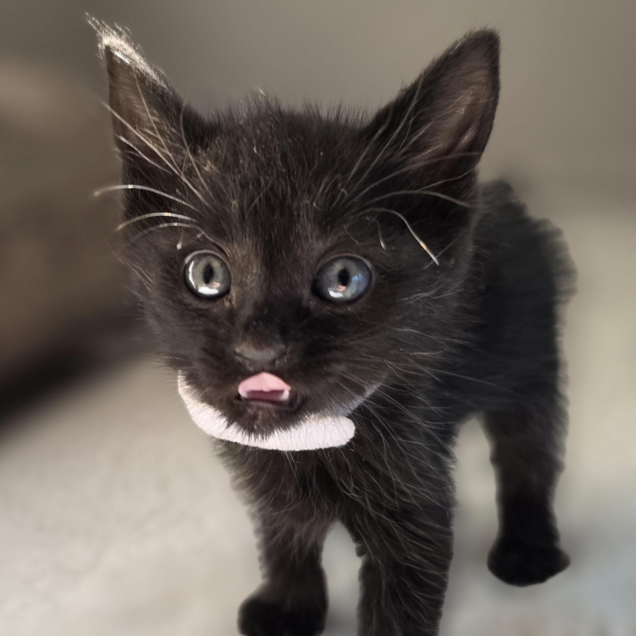 Enlarge Sugar Pie, a Adoptable Domestic Short Hair in Macomb Twp, MI image 4/6