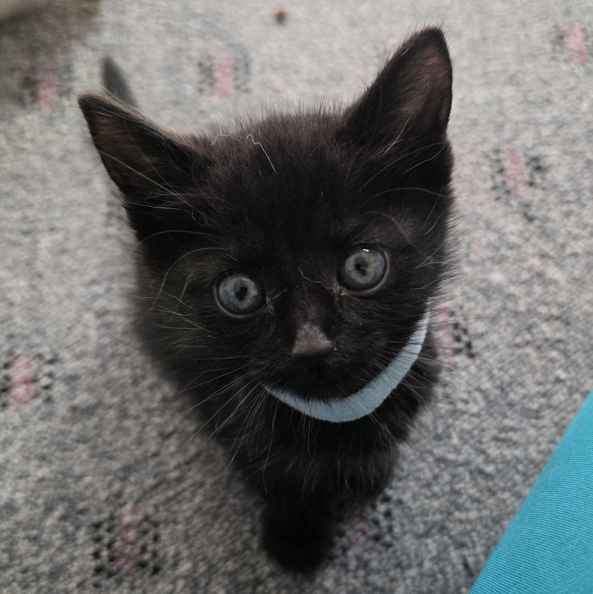 Enlarge Sugar Pie, a Adoptable Domestic Short Hair in Macomb Twp, MI image 3/6