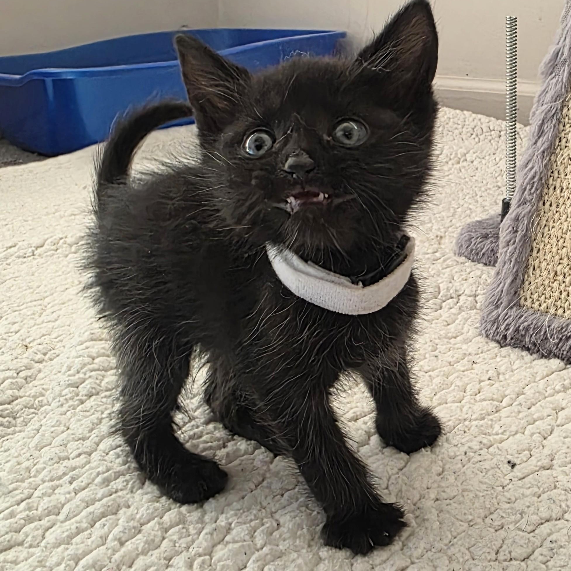 Sugar Pie, Adoptable, Kitten Female Domestic Short Hair.