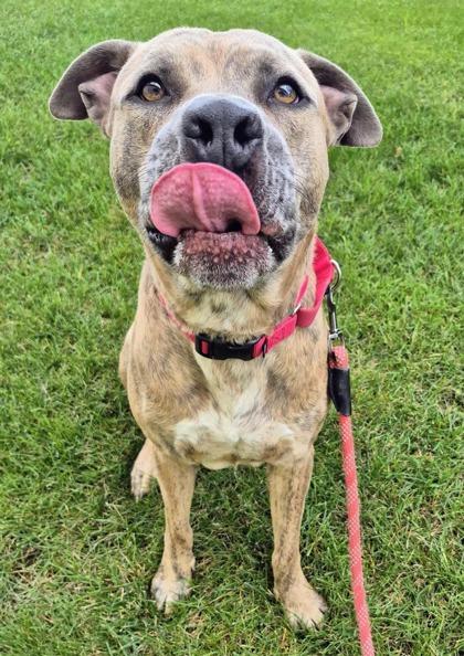 Crimson Delight, Adoptable, Adult Male American Bulldog & Mixed Breed.