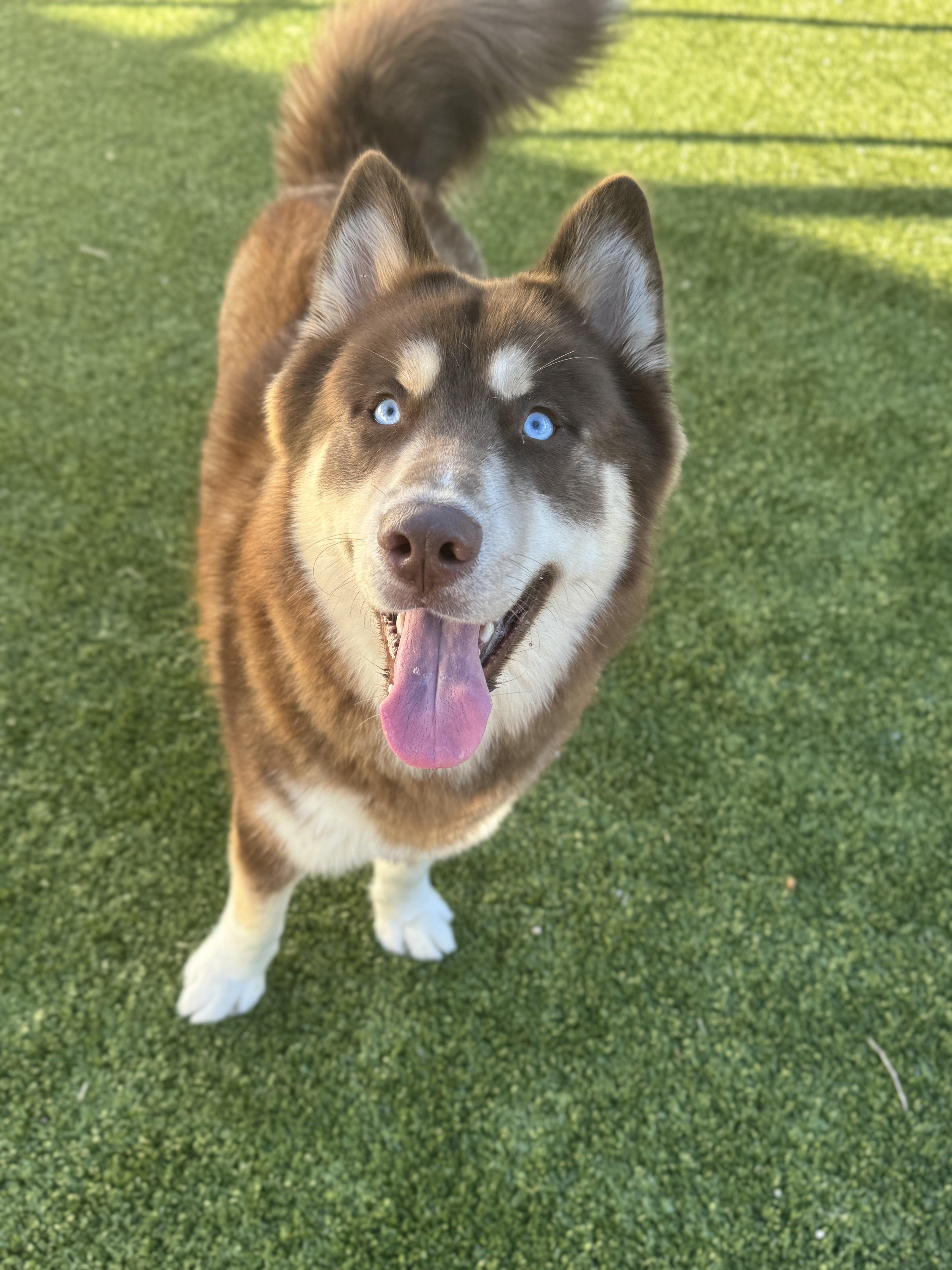 Enlarge Kota, an adoptable mixed breed in Daphne, AL image 1/4