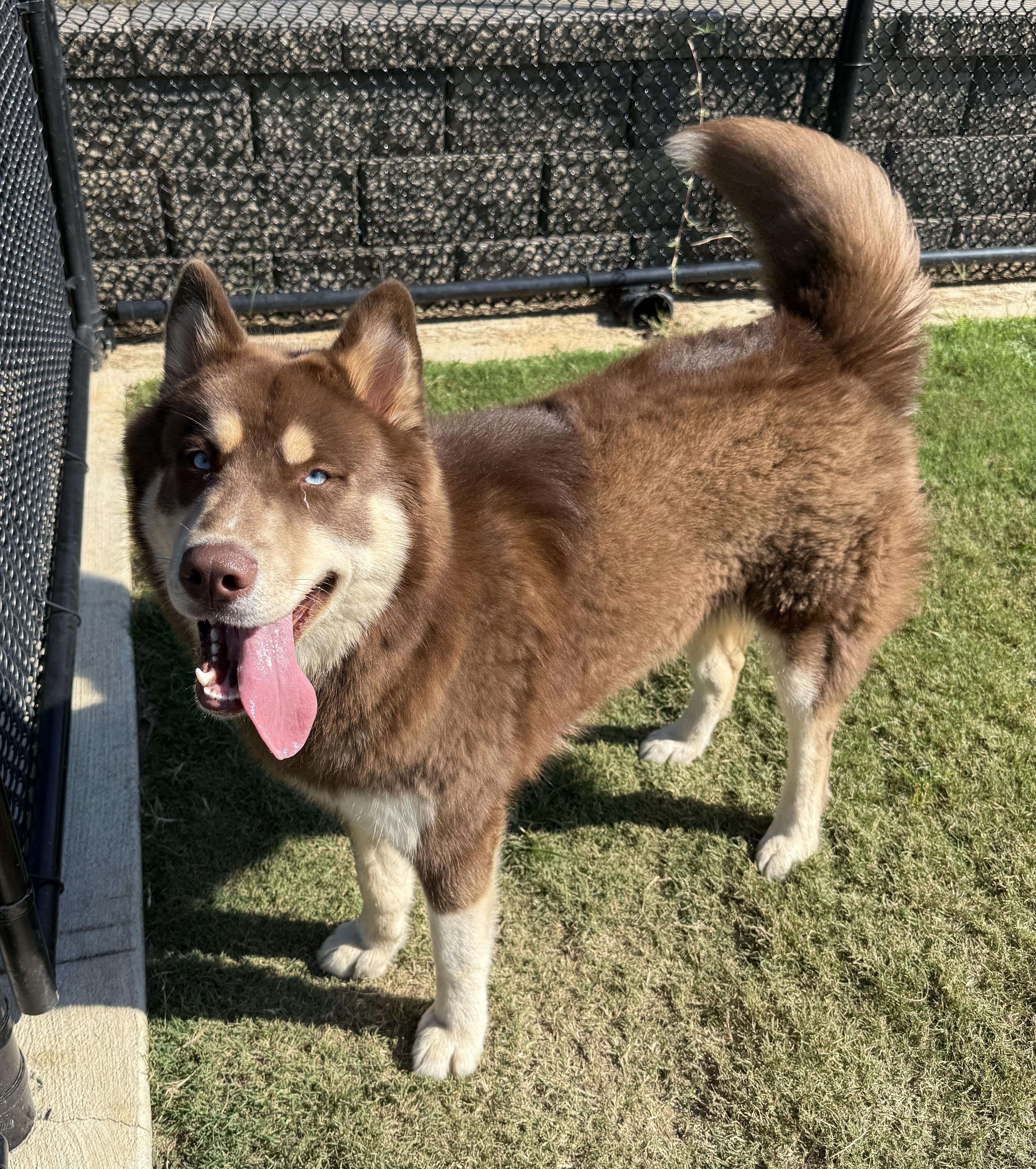 Enlarge Kota, an adoptable mixed breed in Daphne, AL image 2/4