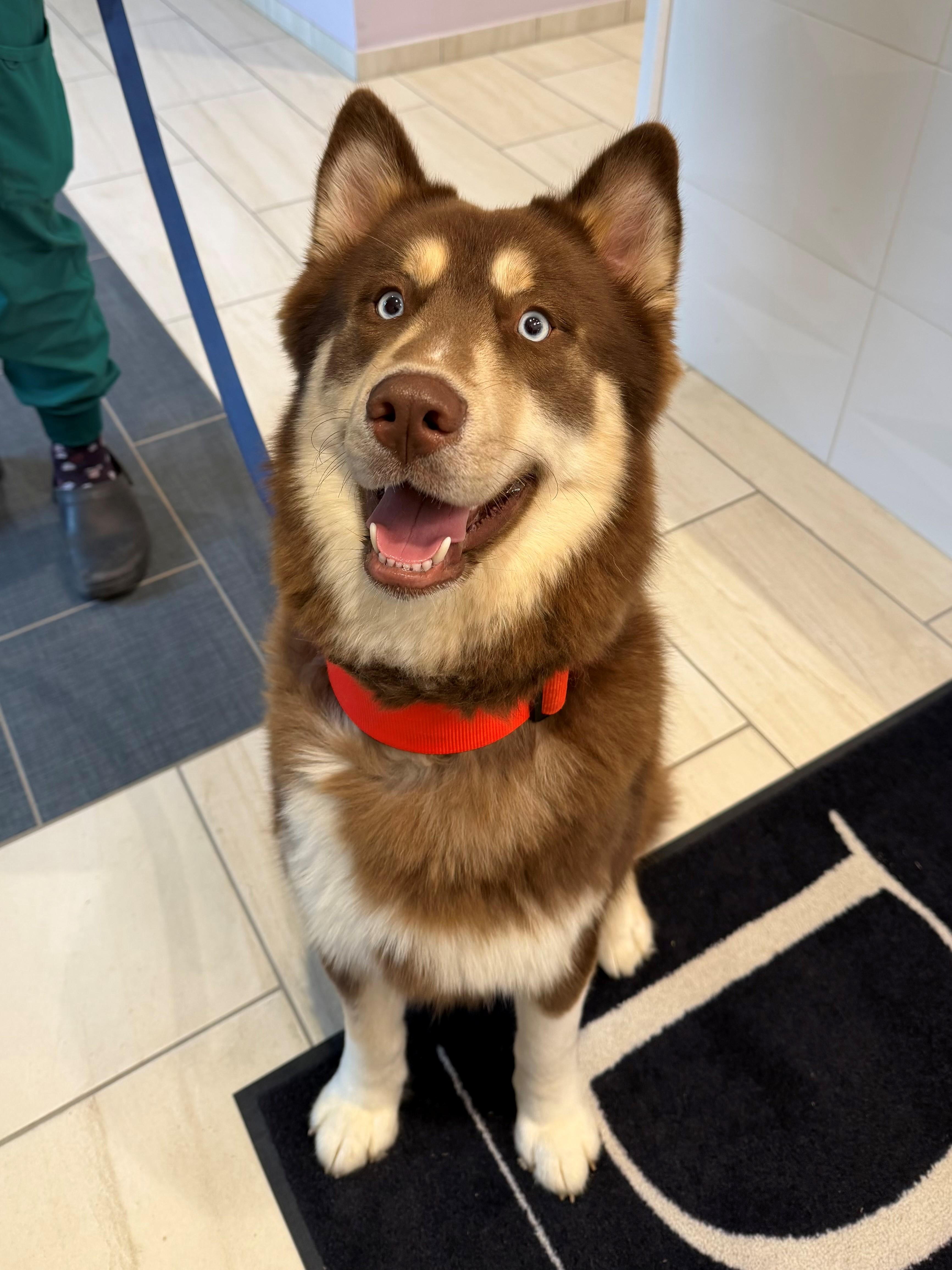 Enlarge Kota, an adoptable mixed breed in Daphne, AL image 4/4