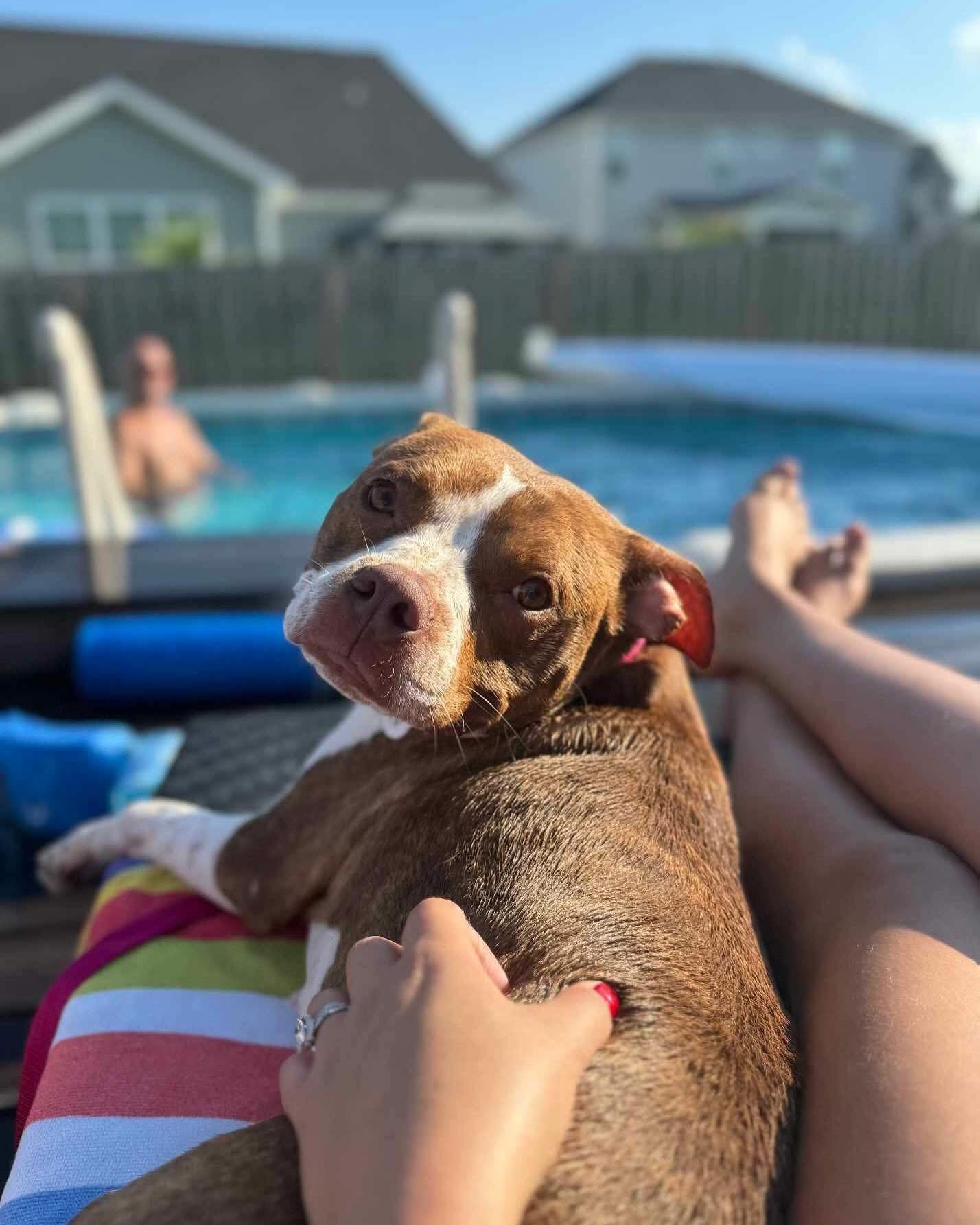 Cherry, a Adopted Mixed Breed in Sunset Bch, NC image 1/4