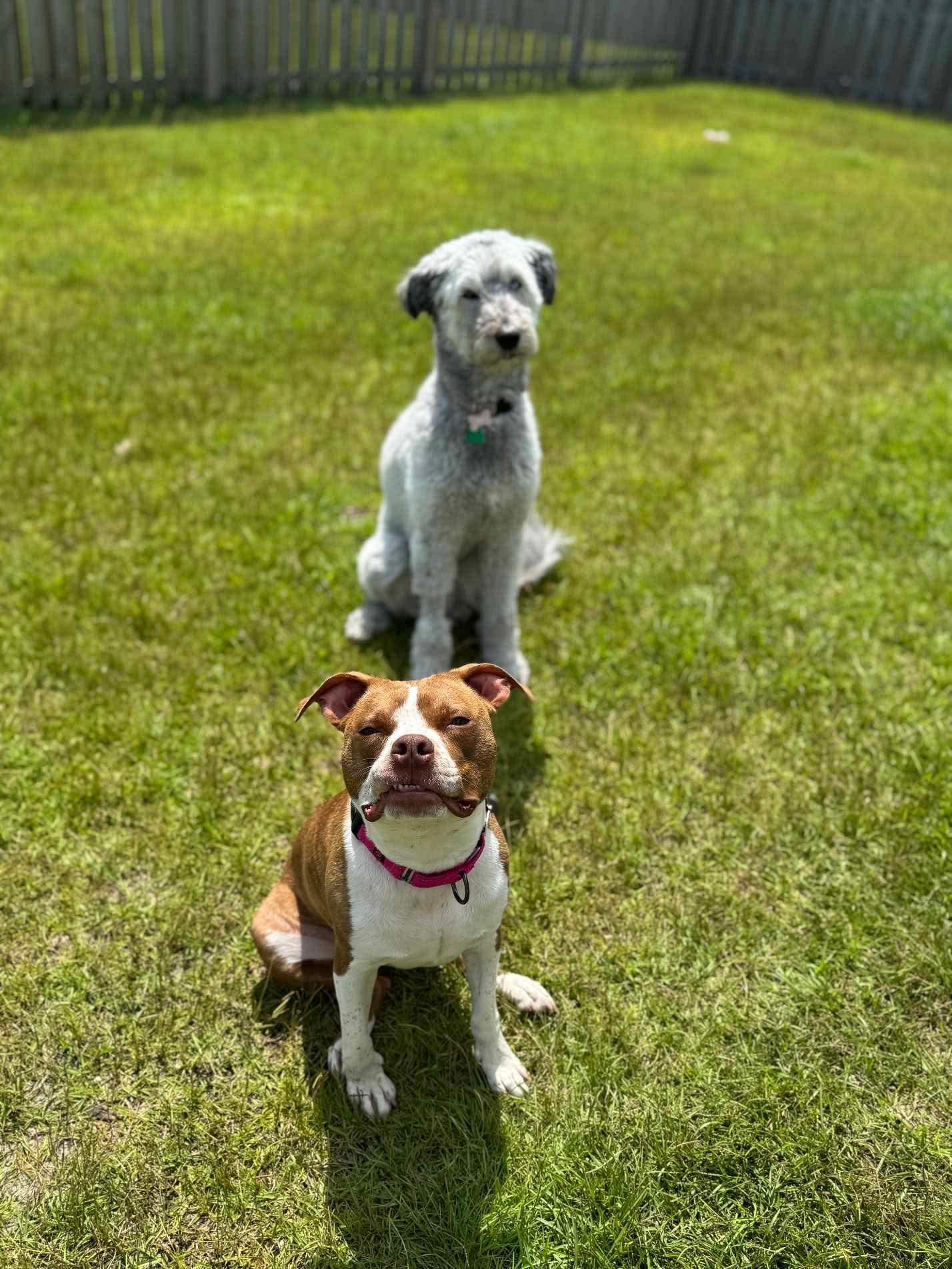 Cherry, a Adopted Mixed Breed in Sunset Bch, NC image 2/4