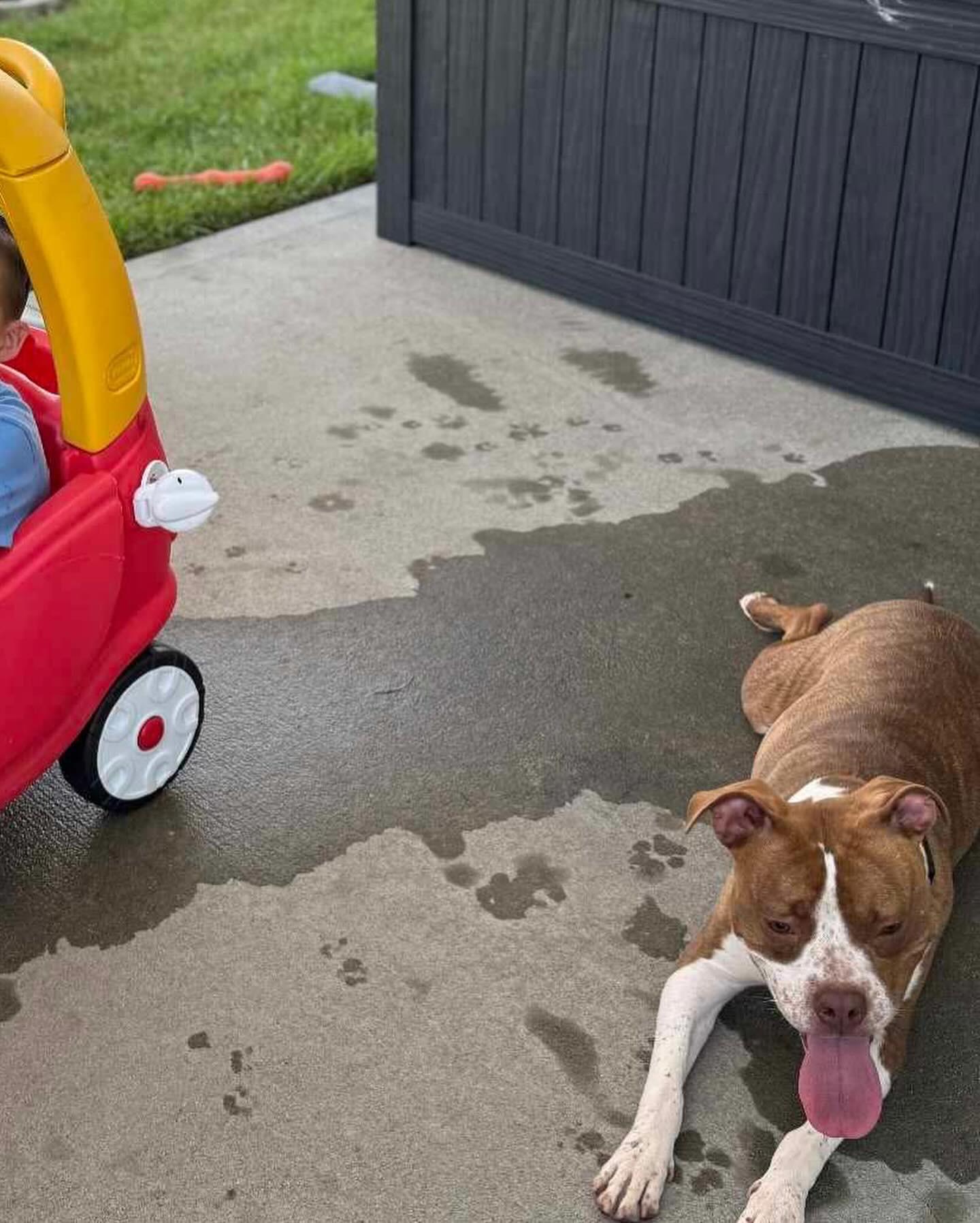 Cherry, a Adopted Mixed Breed in Sunset Bch, NC image 3/4