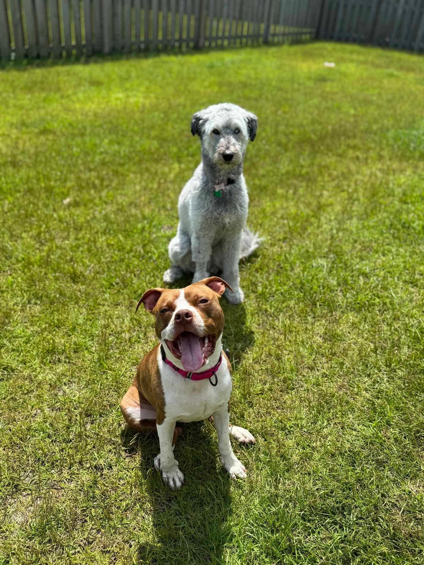 Cherry, a Adopted Mixed Breed in Sunset Bch, NC image 4/4