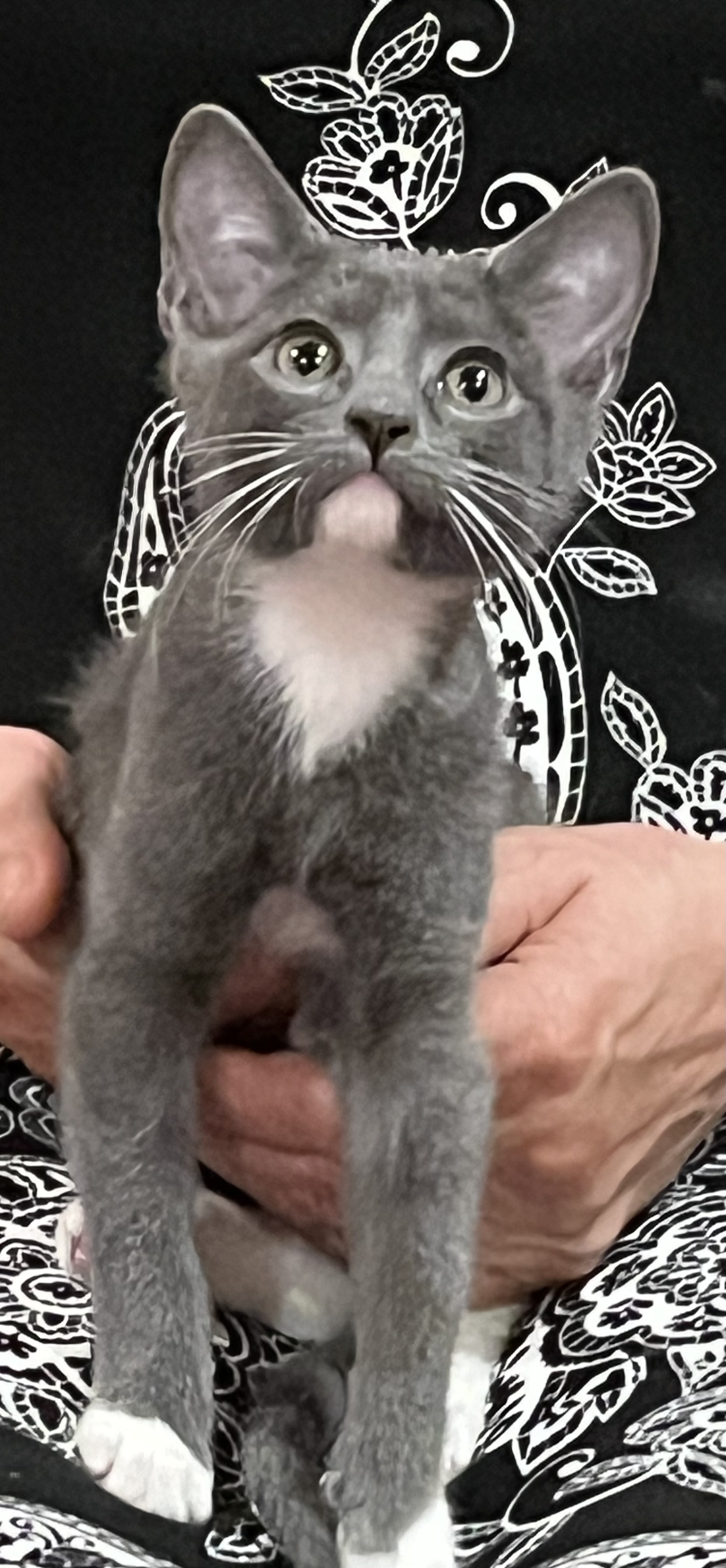 Boots, an adoptable Domestic Short Hair in Andover, CT, 06232 | Photo Image 2