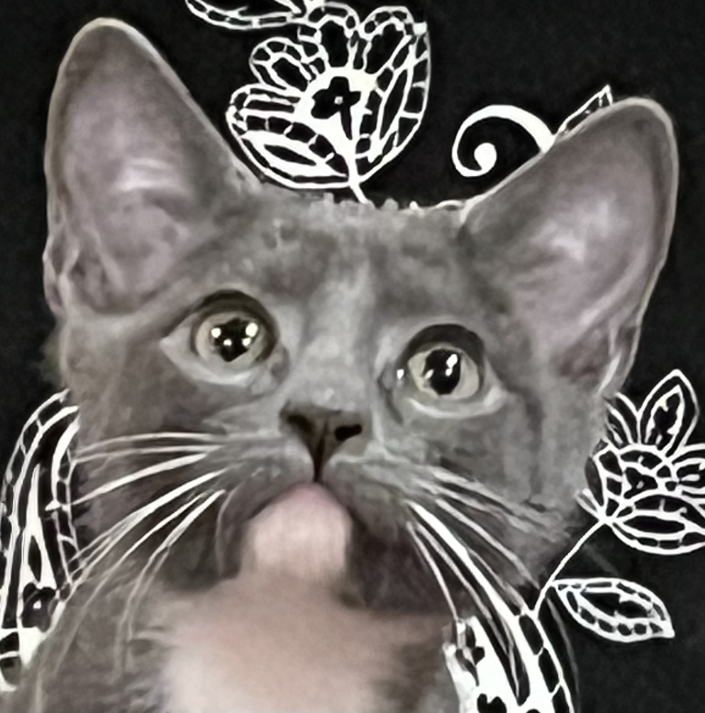 Boots, an adoptable Domestic Short Hair in Andover, CT, 06232 | Photo Image 1