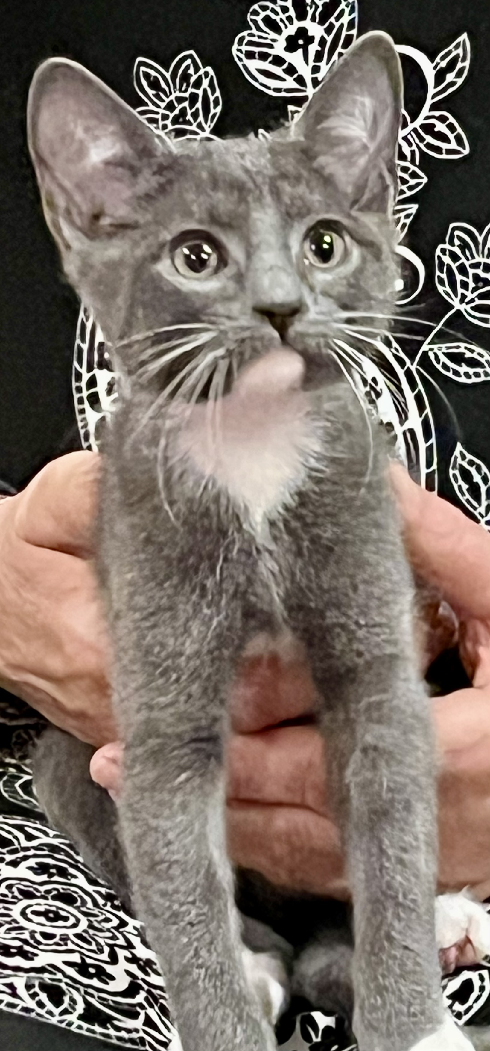 Boots, an adoptable Domestic Short Hair in Andover, CT, 06232 | Photo Image 4