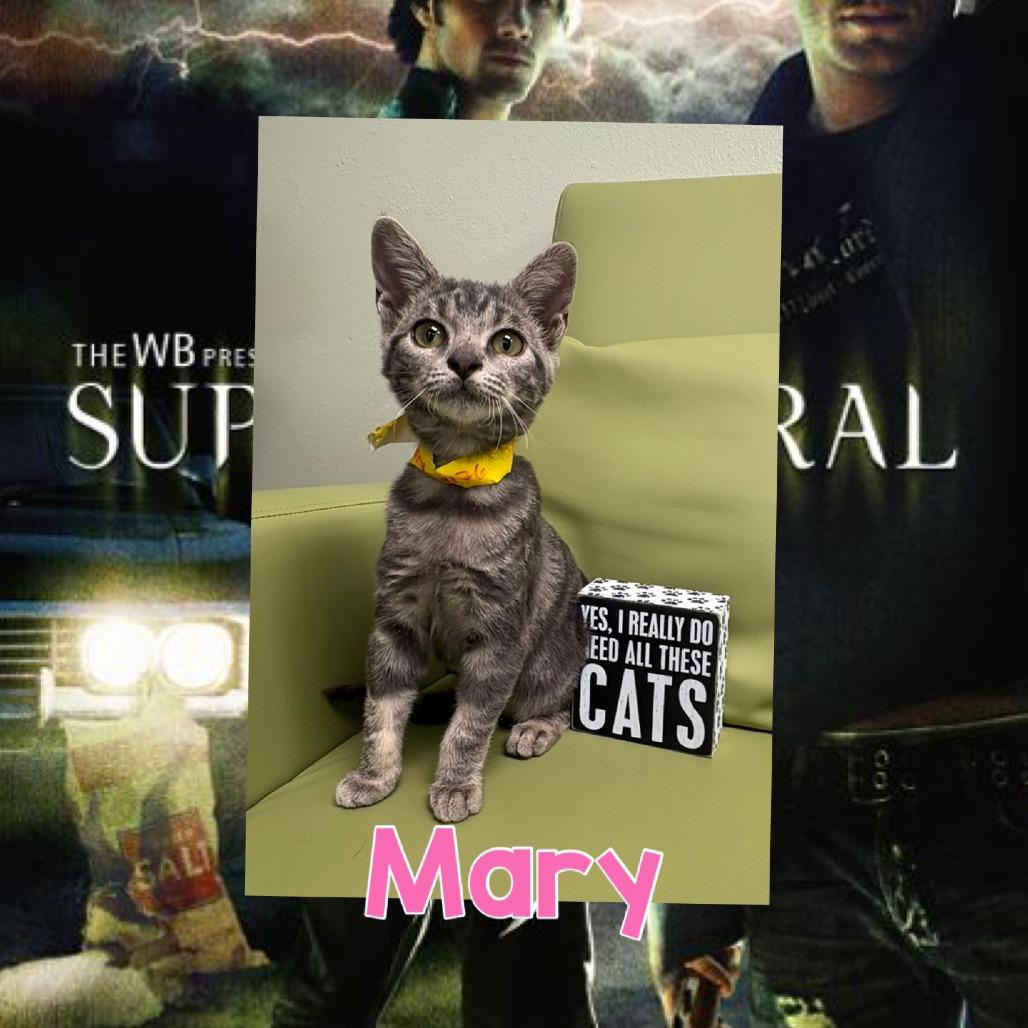 Mary, Adoptable, Kitten Female Domestic Short Hair & Domestic Short Hair.