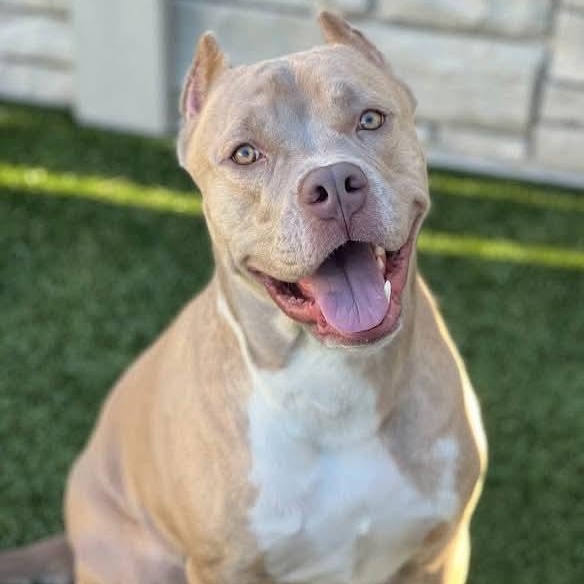 Enlarge Barney, a Adoptable American Staffordshire Terrier in Cranford, NJ image 5/6